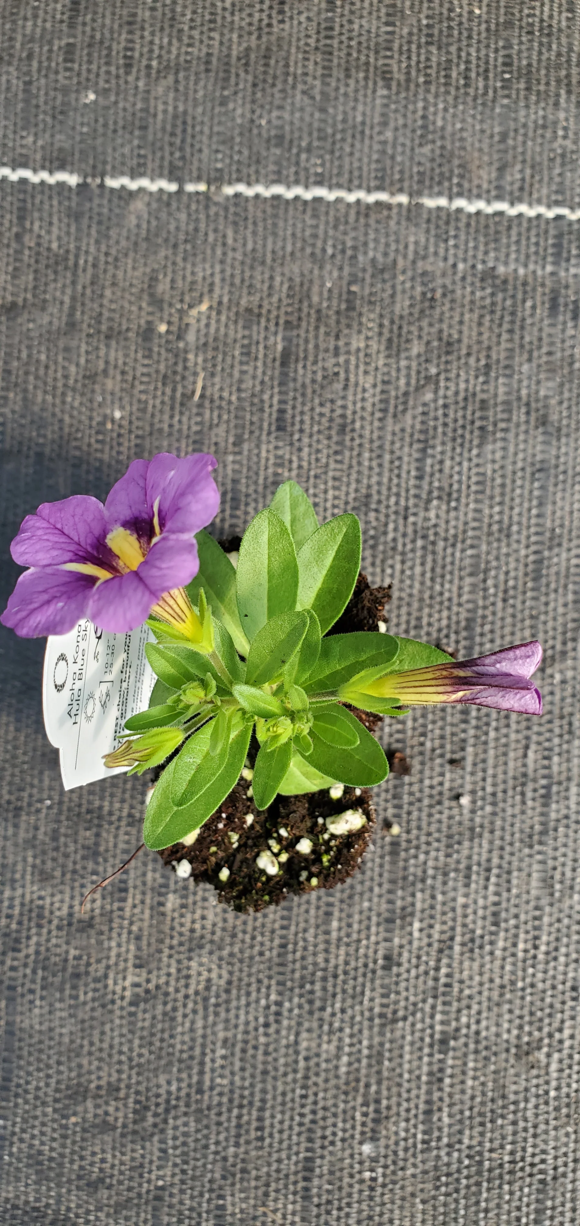 Aloha Kona Hula Blue Sky Calibrachoa - Image 2