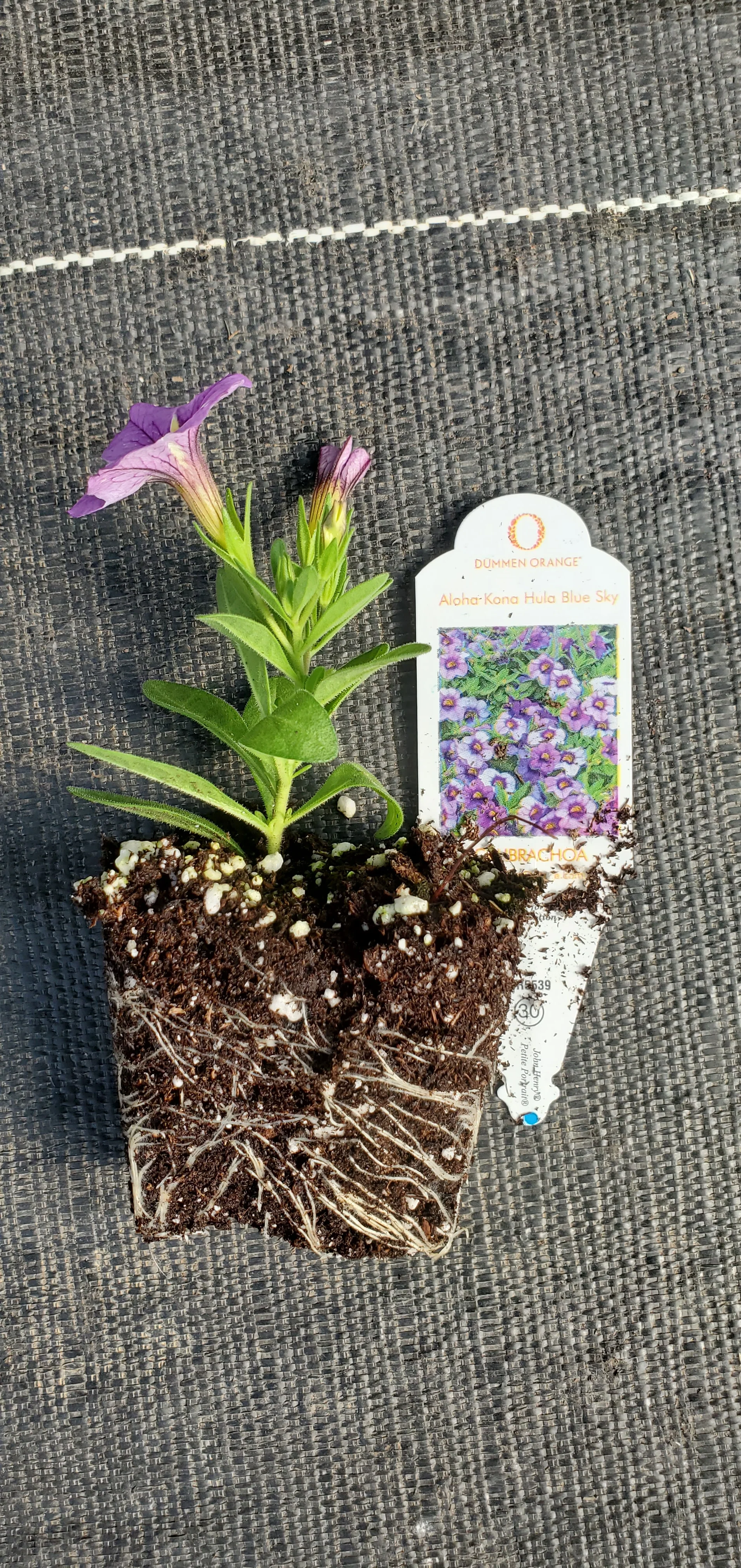 Aloha Kona Hula Blue Sky Calibrachoa - Image 3