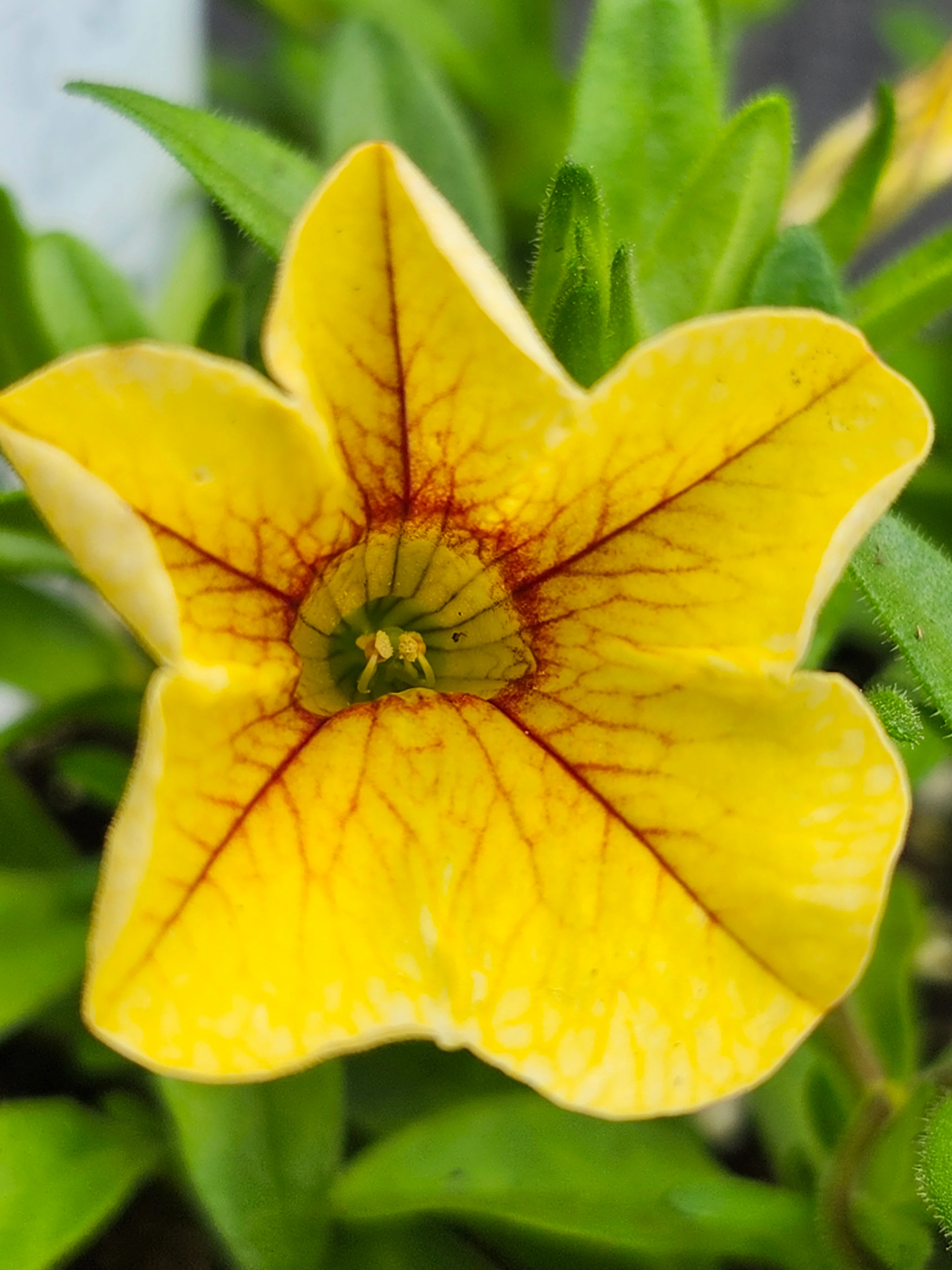 Aloha Kona Pineapple Calibrachoa Millionbells