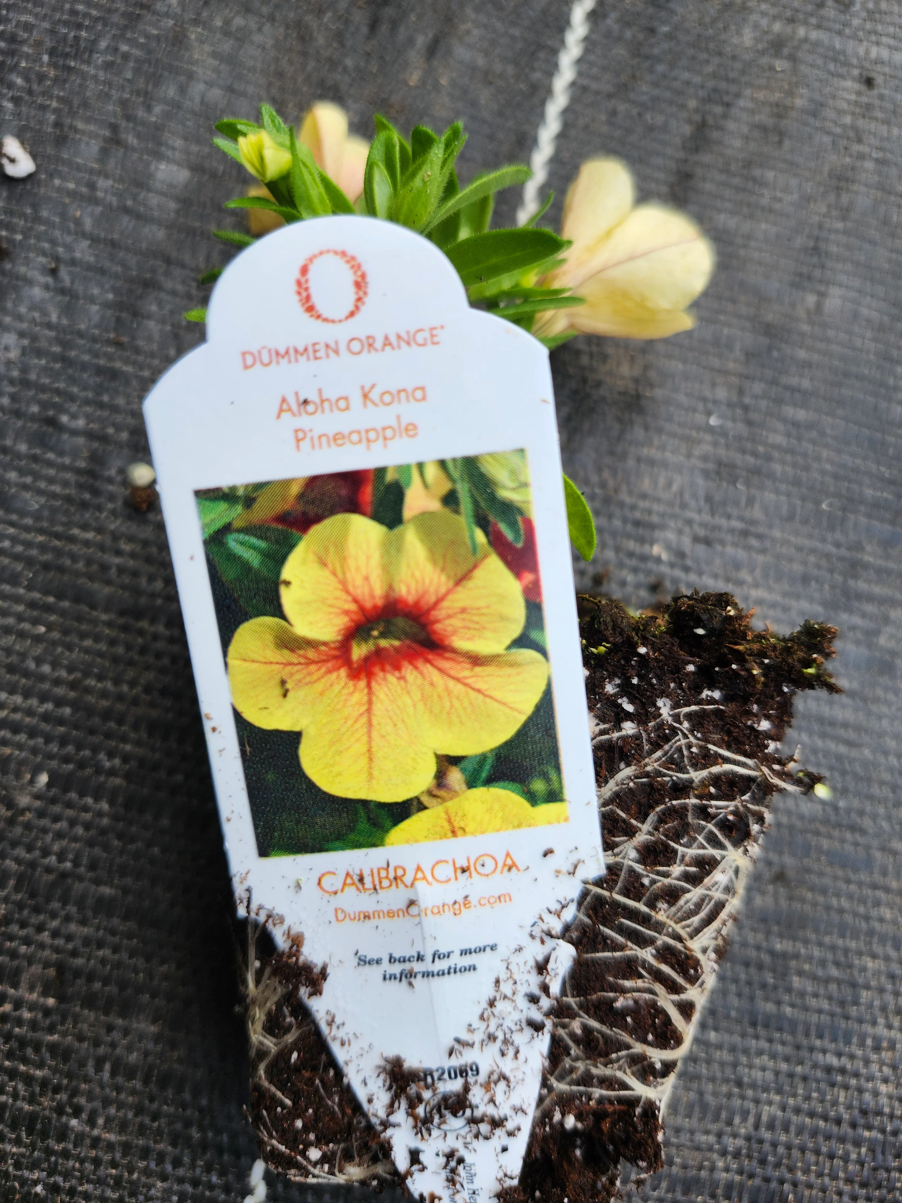 Aloha Kona Pineapple Calibrachoa Millionbells - Image 3