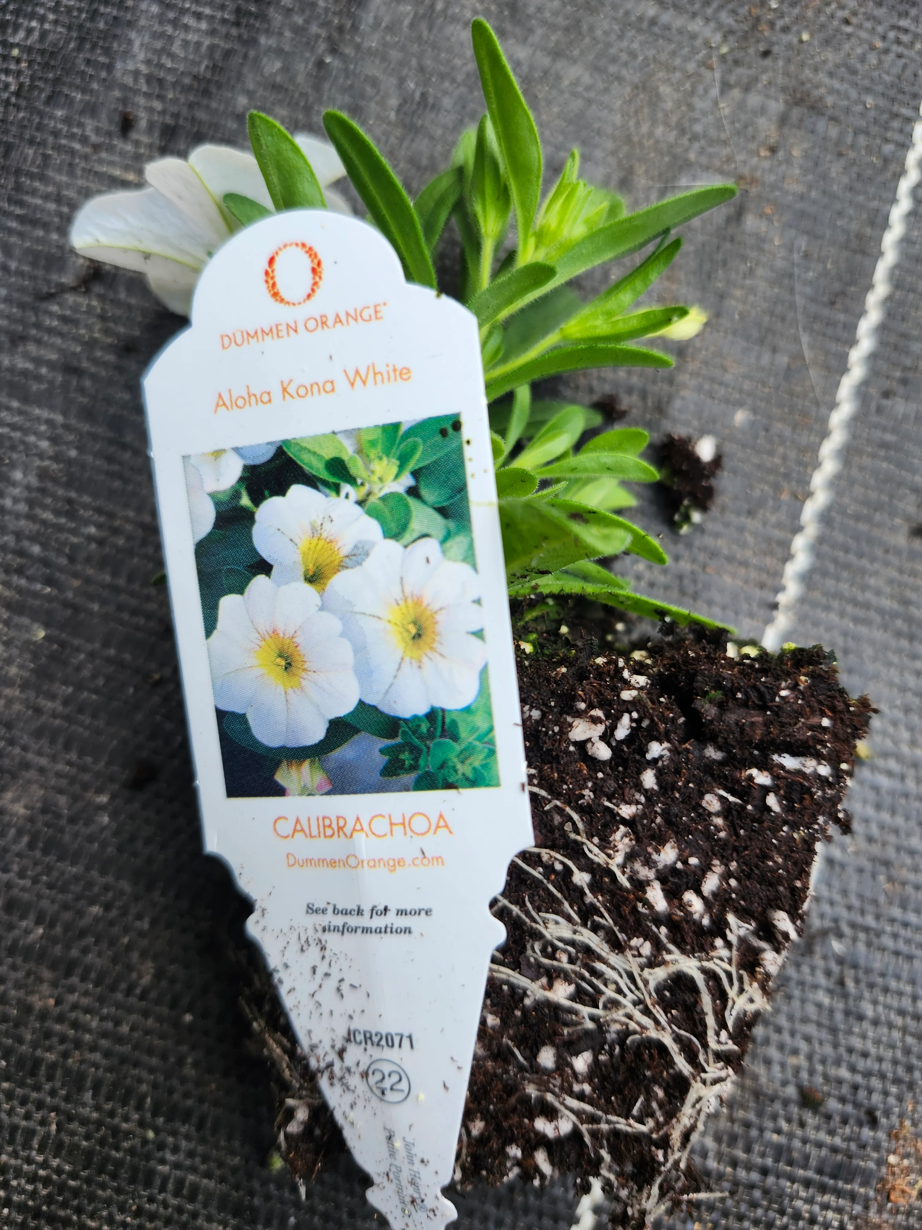 Aloha Kona White Calibrachoa Millionbells - Image 3