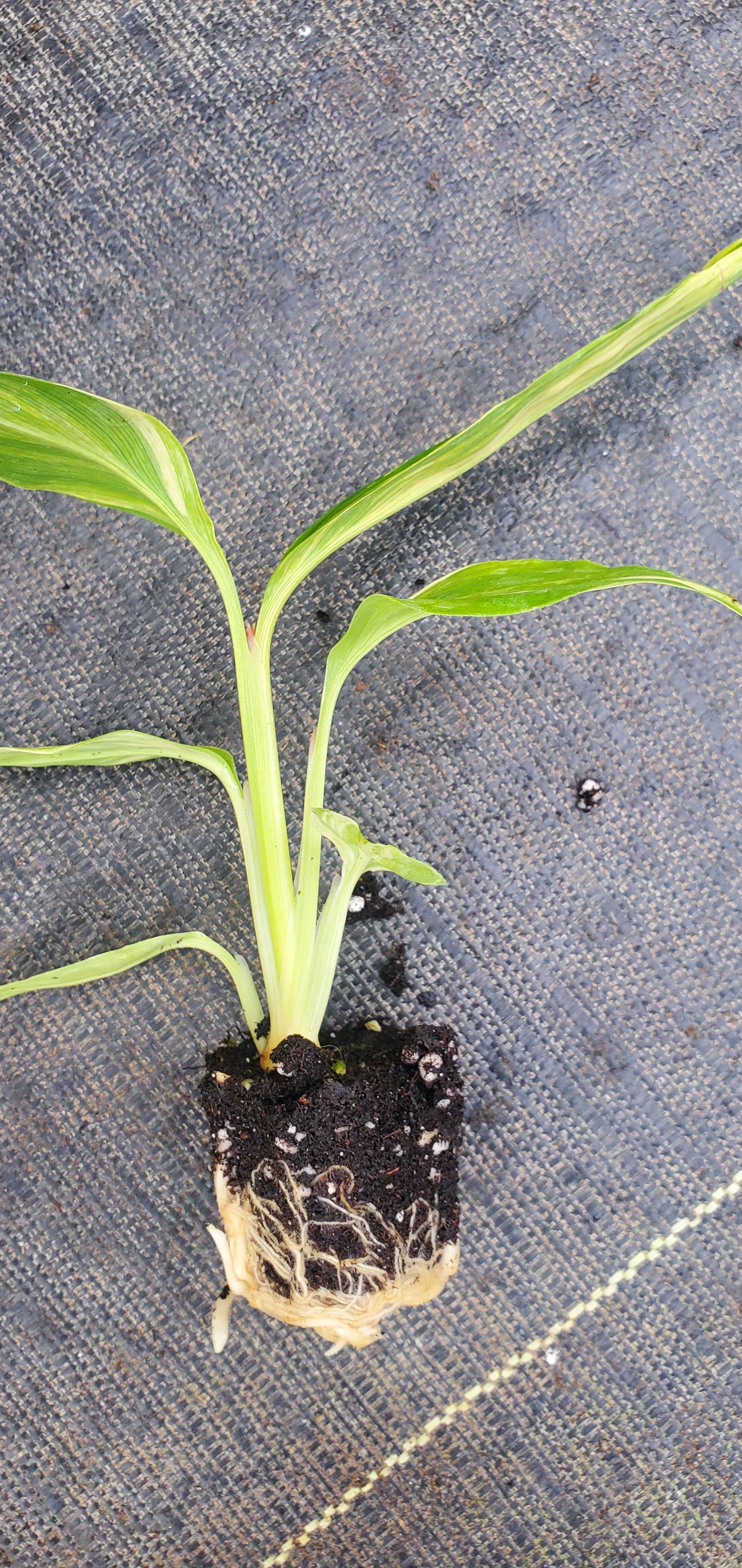 Alpinia Zerumbet Variegata Shell Ginger - Image 2