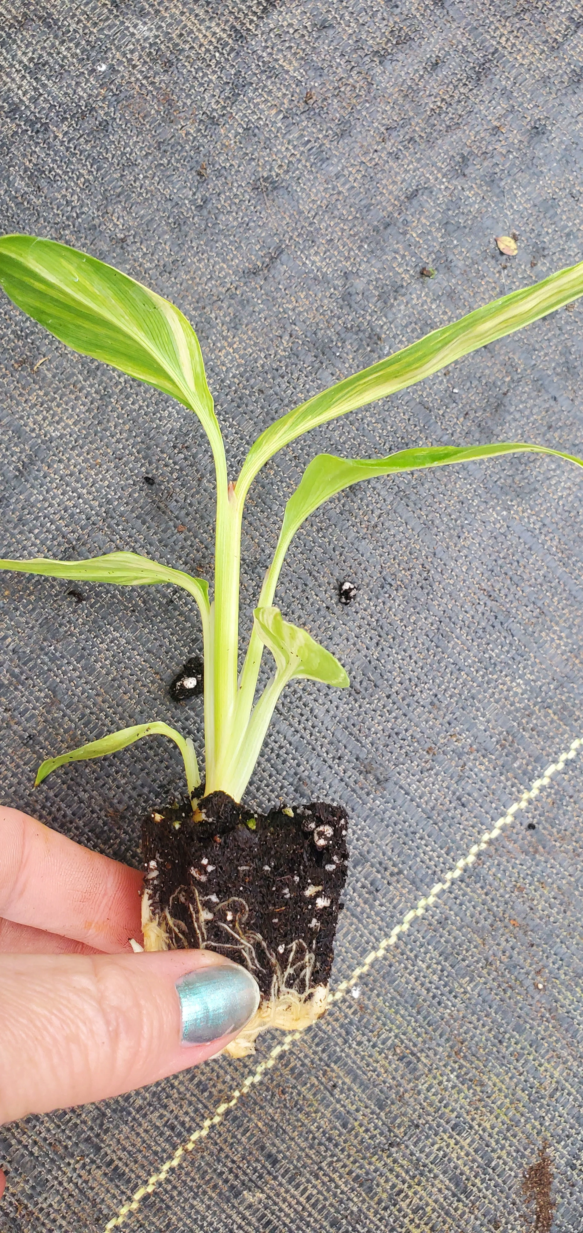 Alpinia Zerumbet Variegata Shell Ginger - Image 3