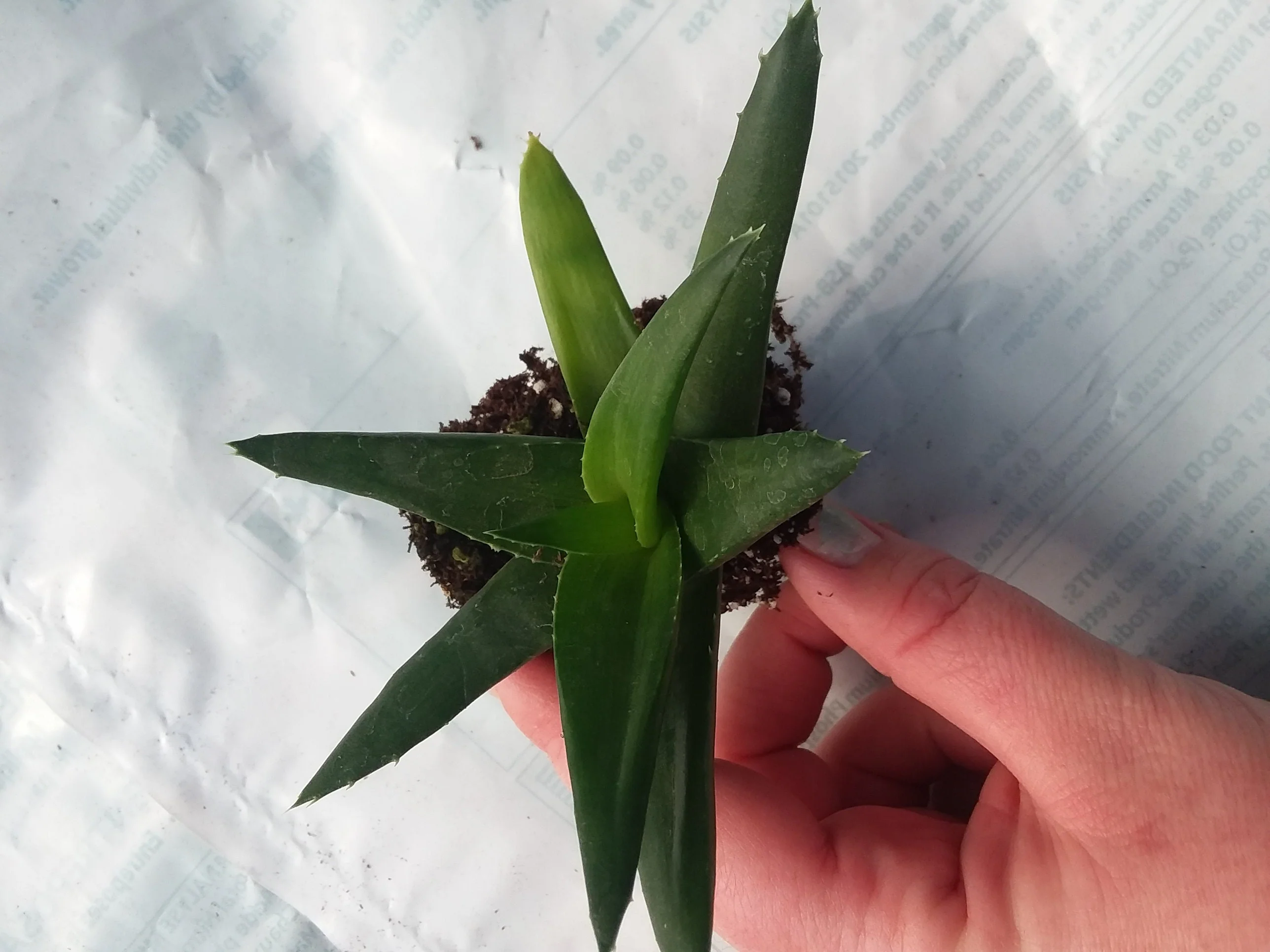 Alworthia black gem - Image 3