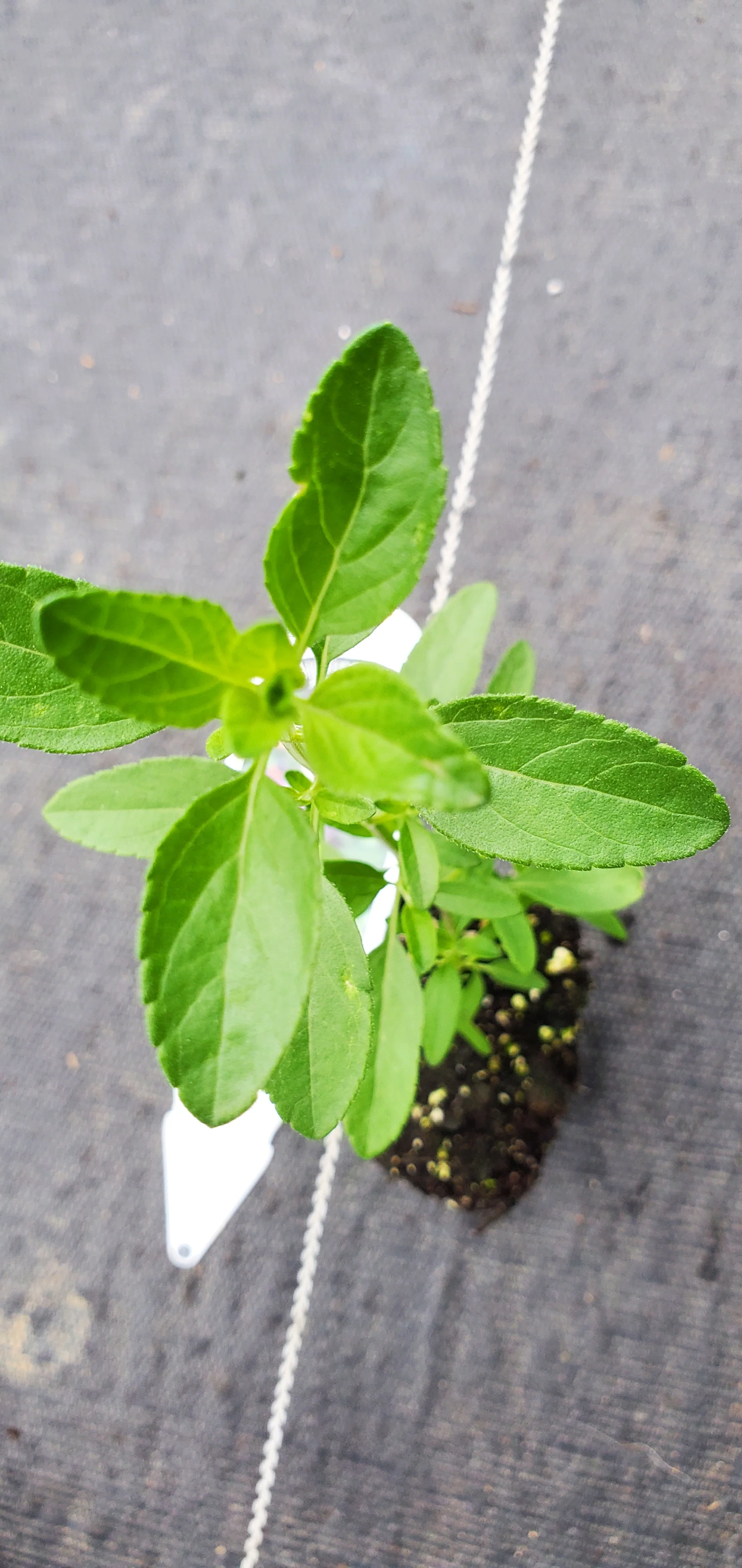 Amethyst Lips Salvia greggii Autumn Sage