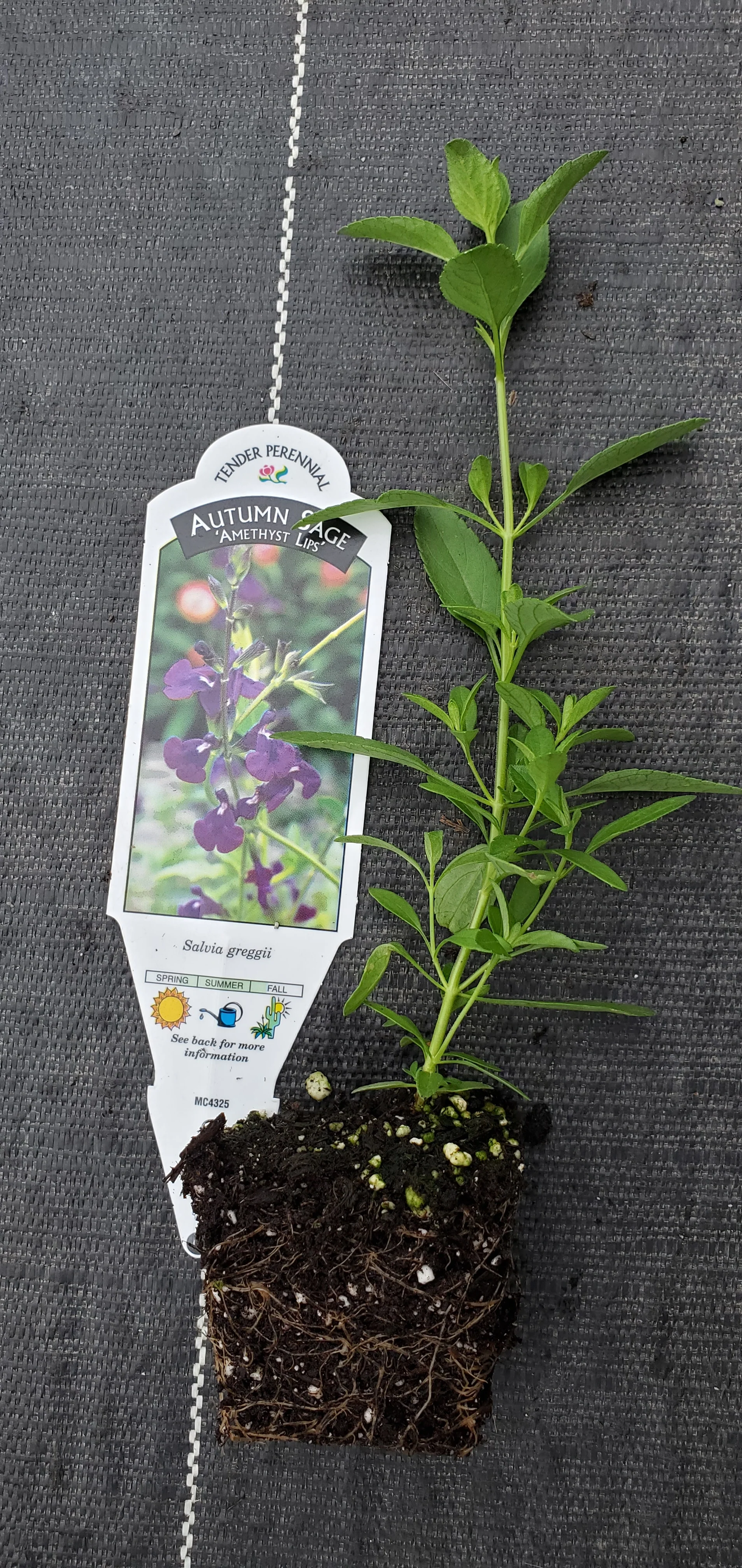 Amethyst Lips Salvia greggii Autumn Sage - Image 2
