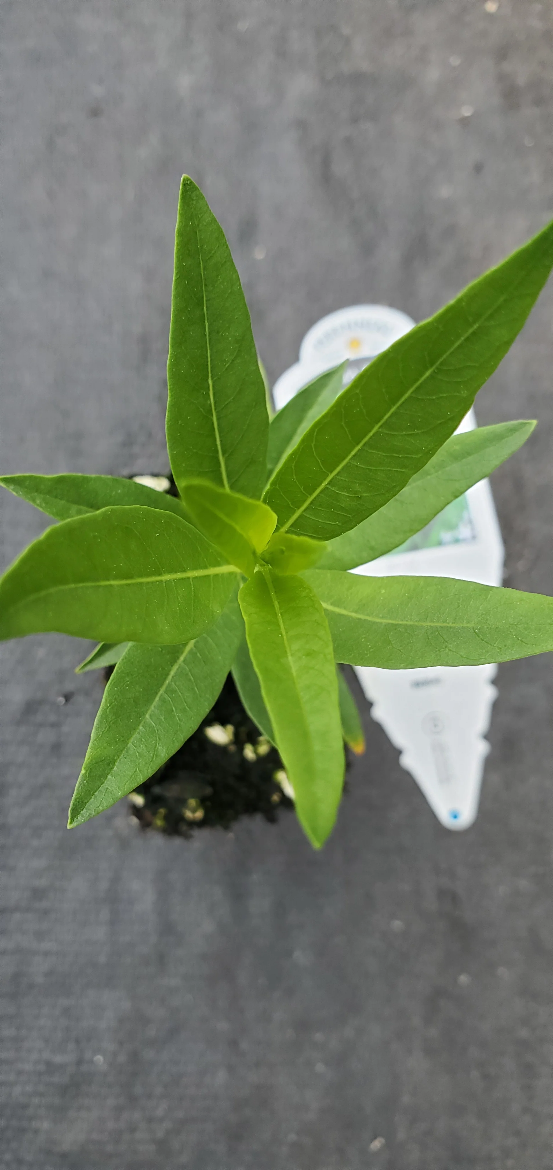 Amsonia Blue Ice