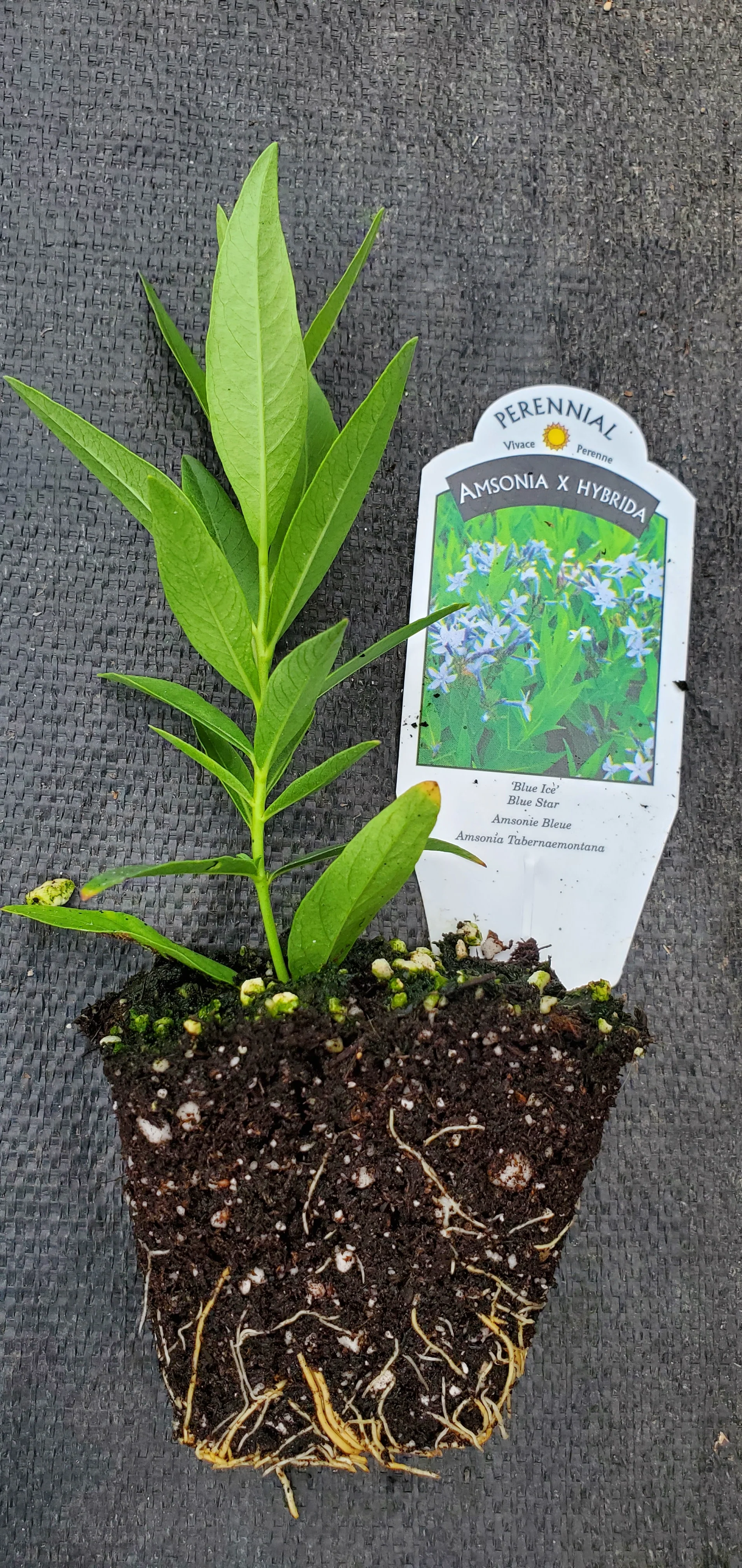 Amsonia Blue Ice - Image 2