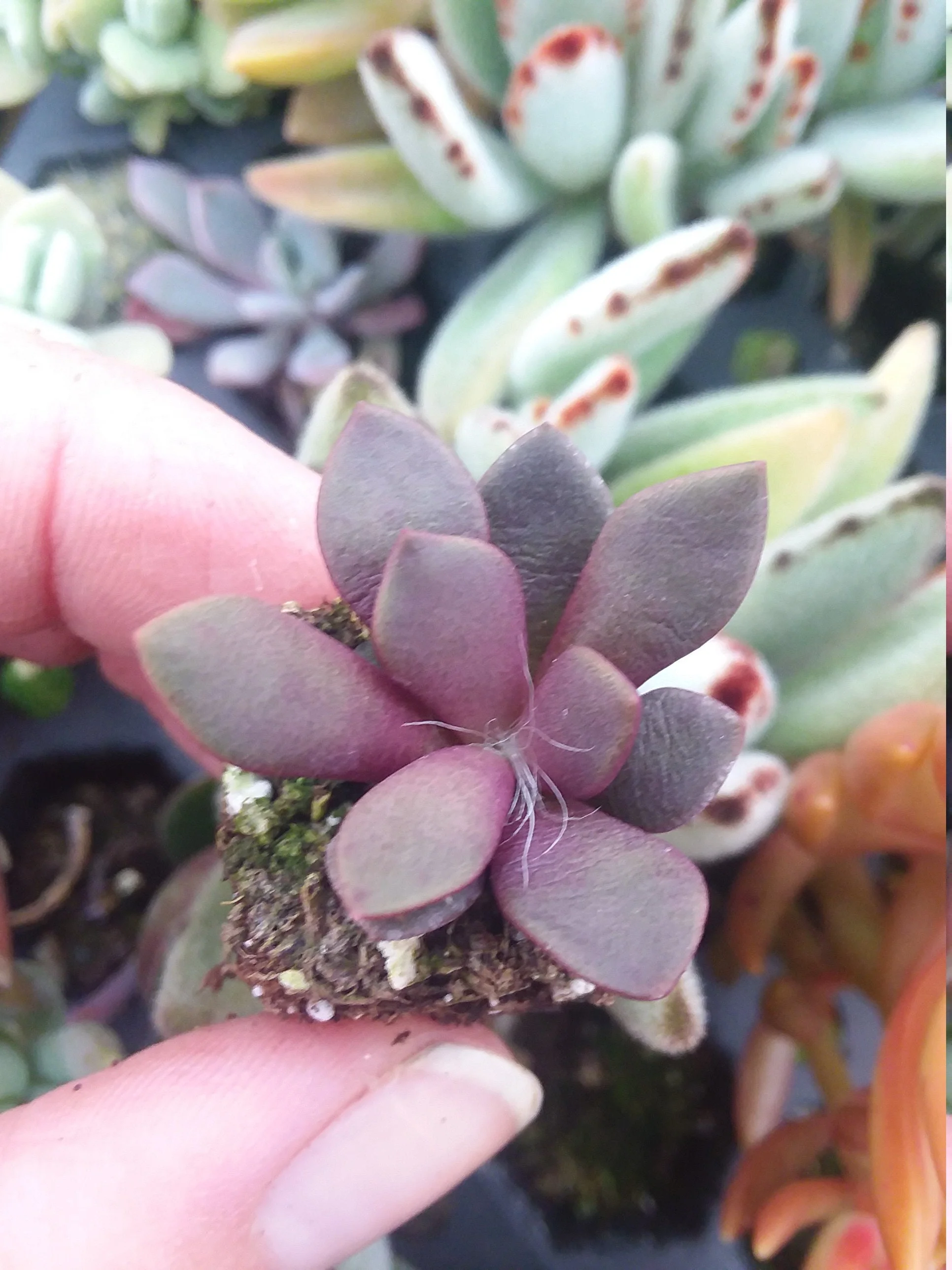 Anacampseros Rufescens