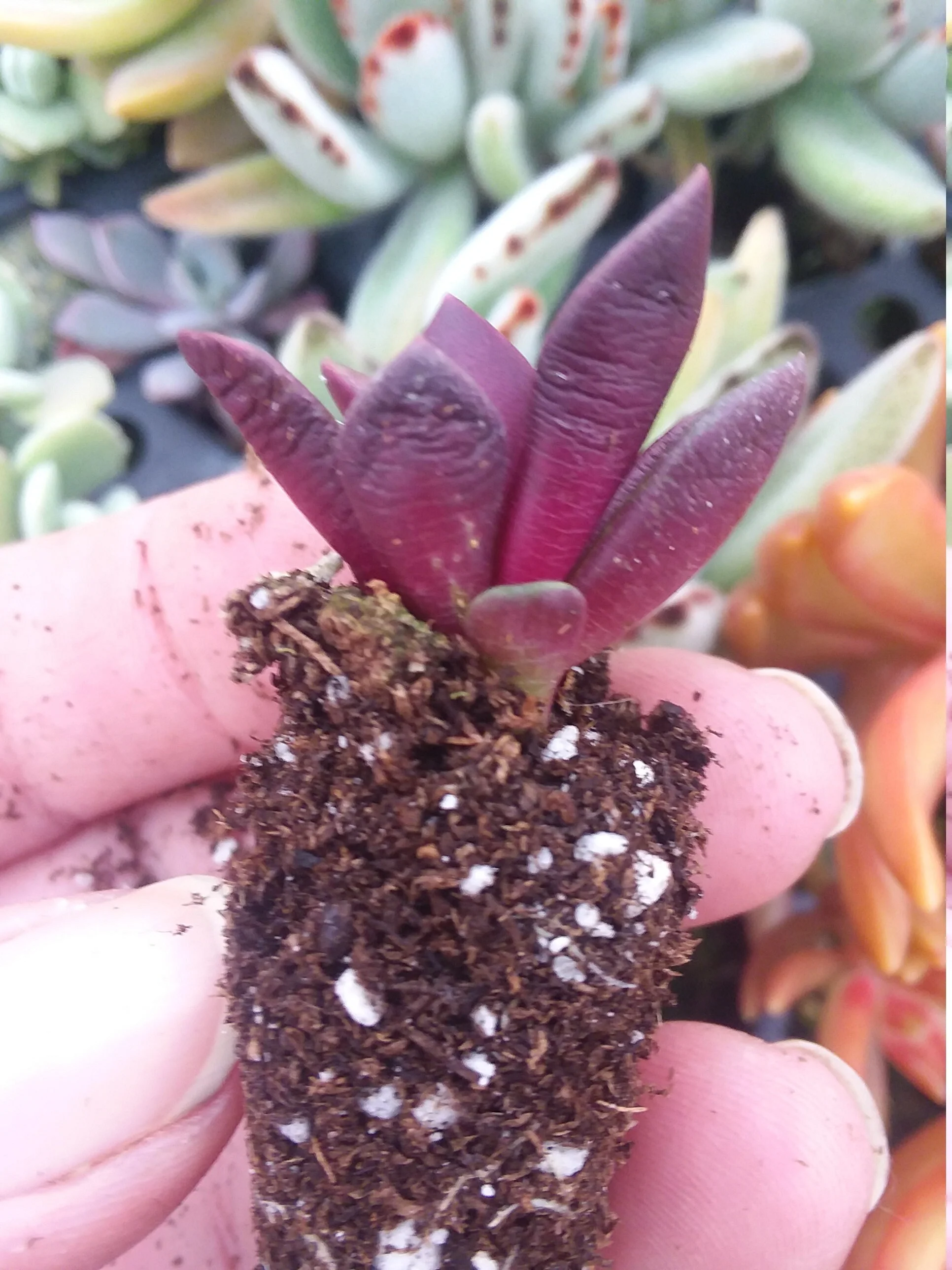 Anacampseros Rufescens - Image 2