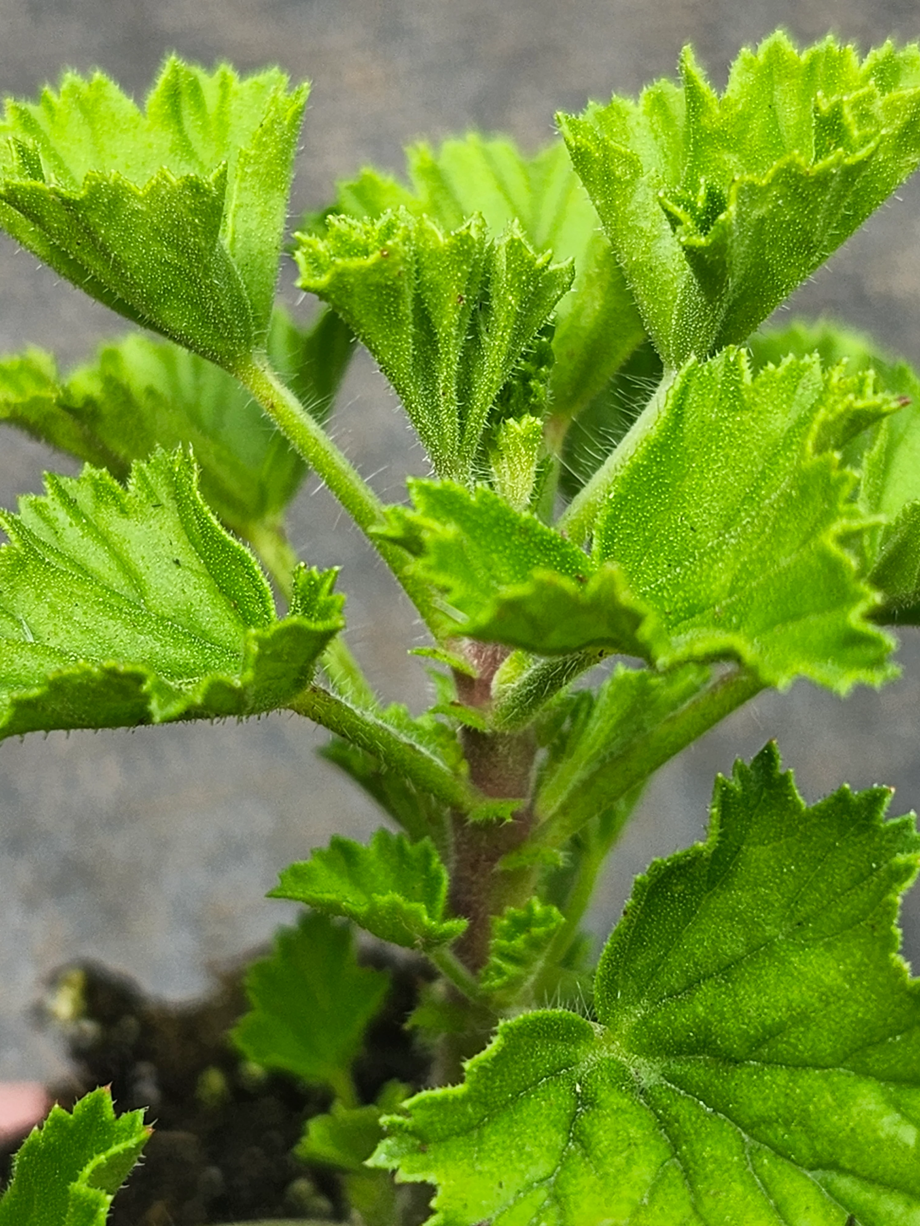 Angels Perfume Geranium - Image 2