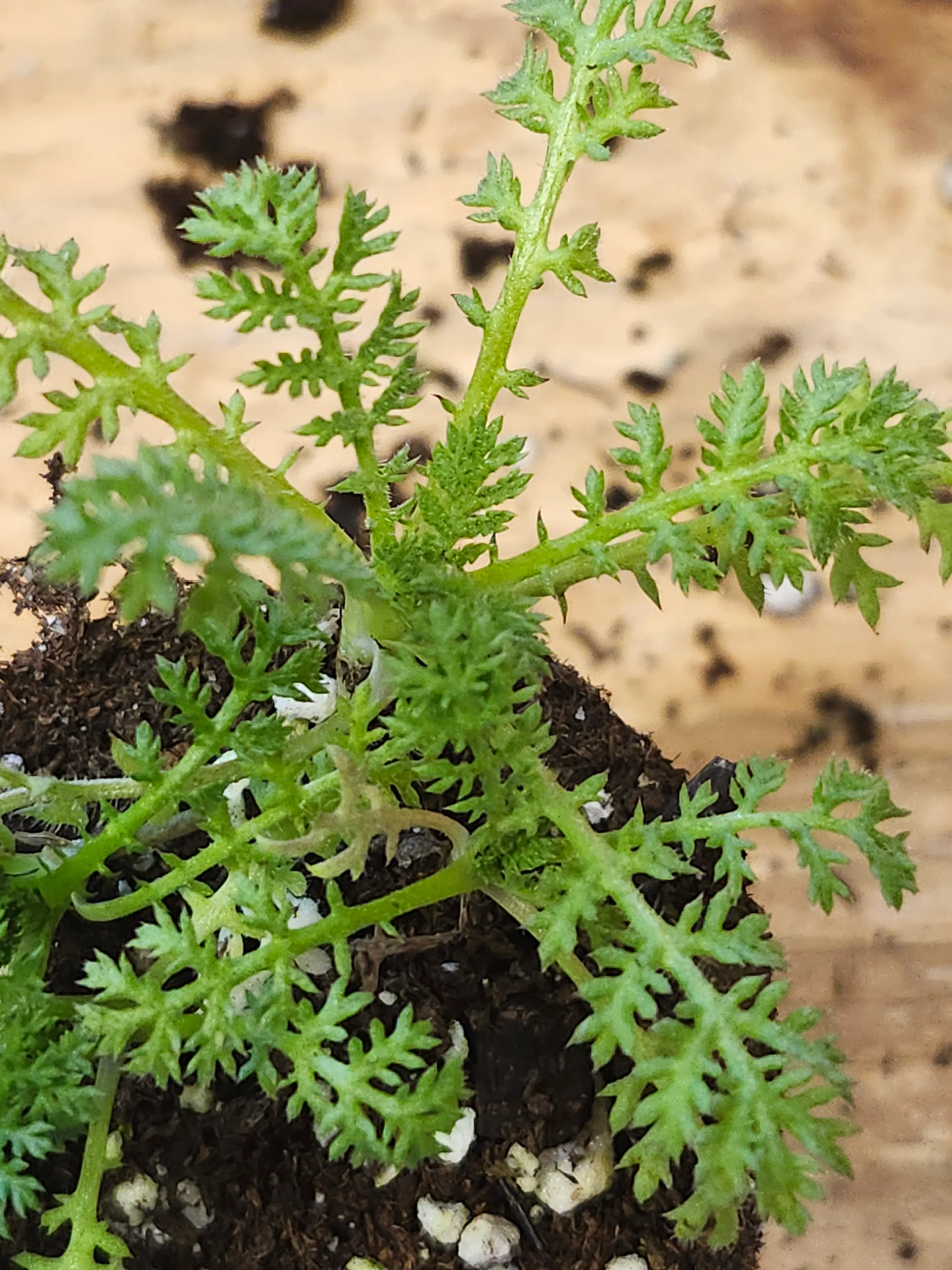 Anthemis Austriaca Austrian Chamomile - Image 2