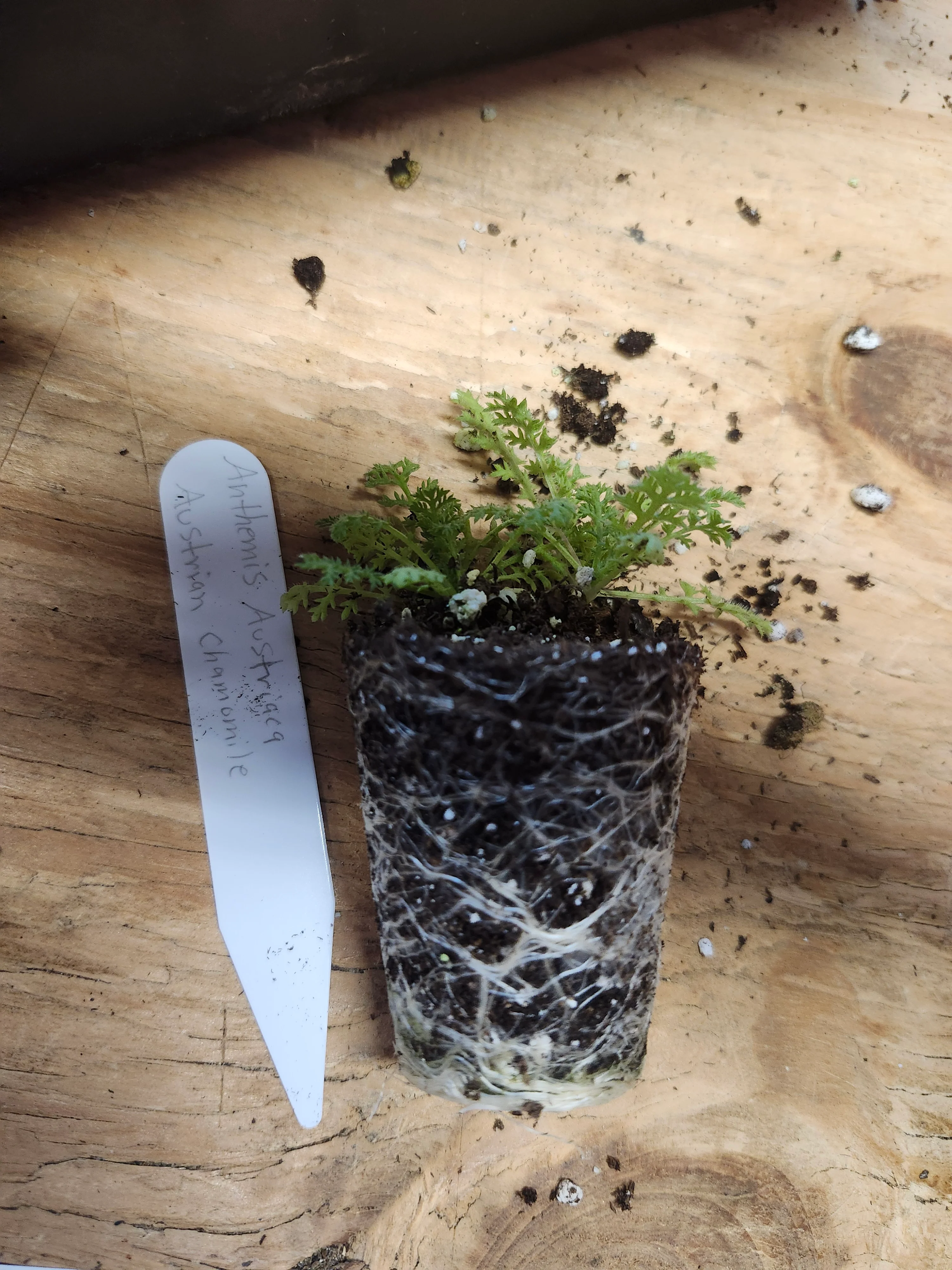 Anthemis Austriaca Austrian Chamomile - Image 3