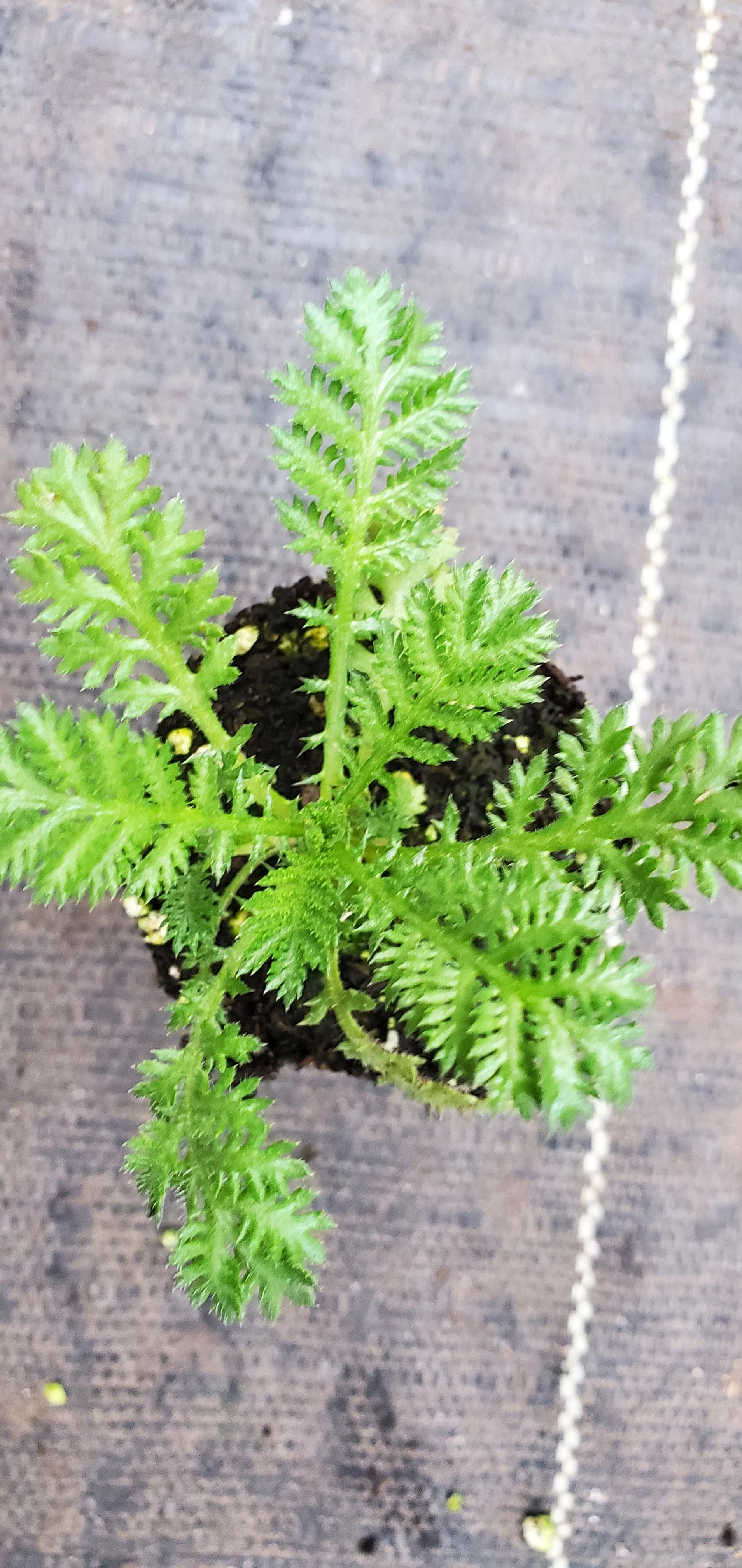 Anthemis tinctoria Eva Dwarf Form