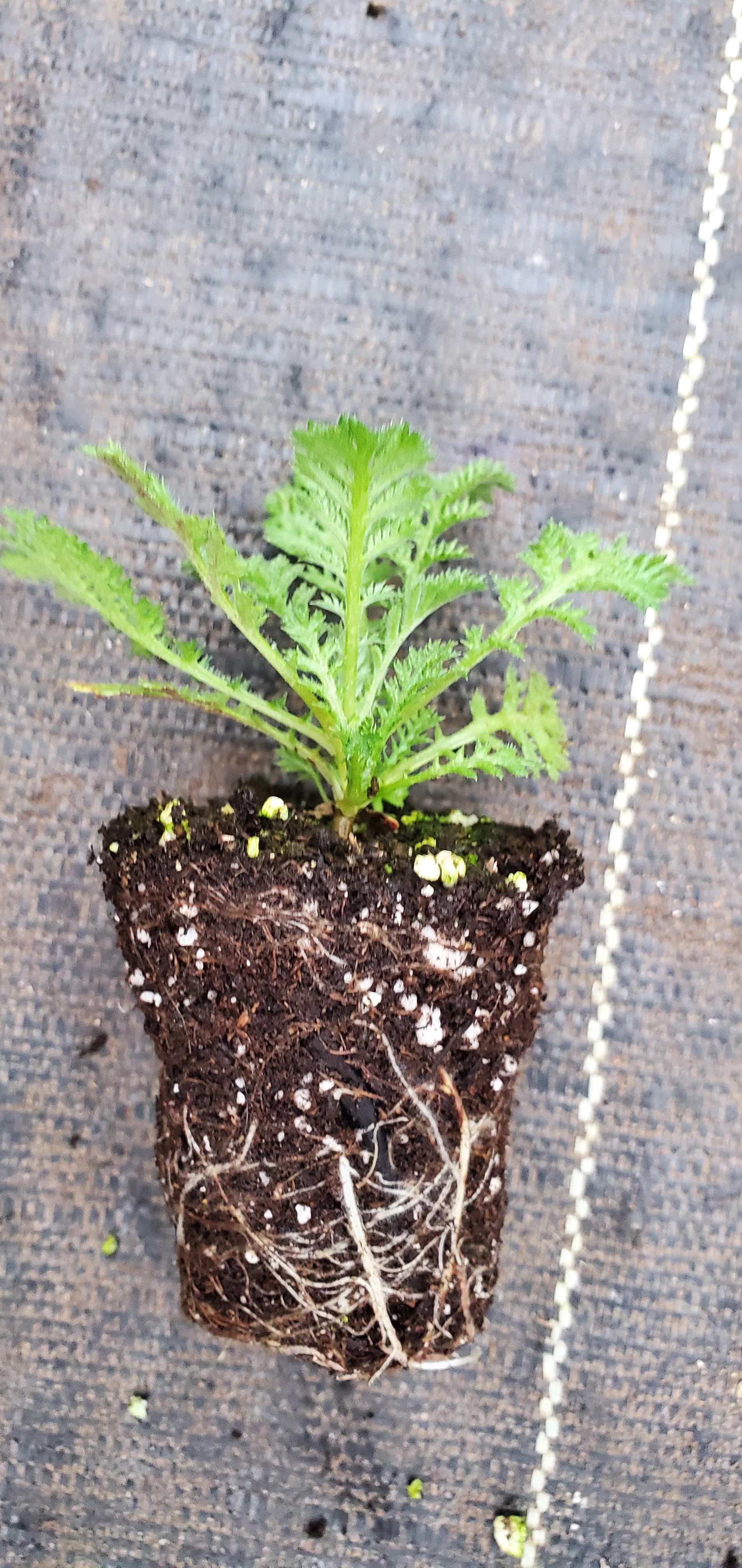Anthemis tinctoria Eva Dwarf Form - Image 2