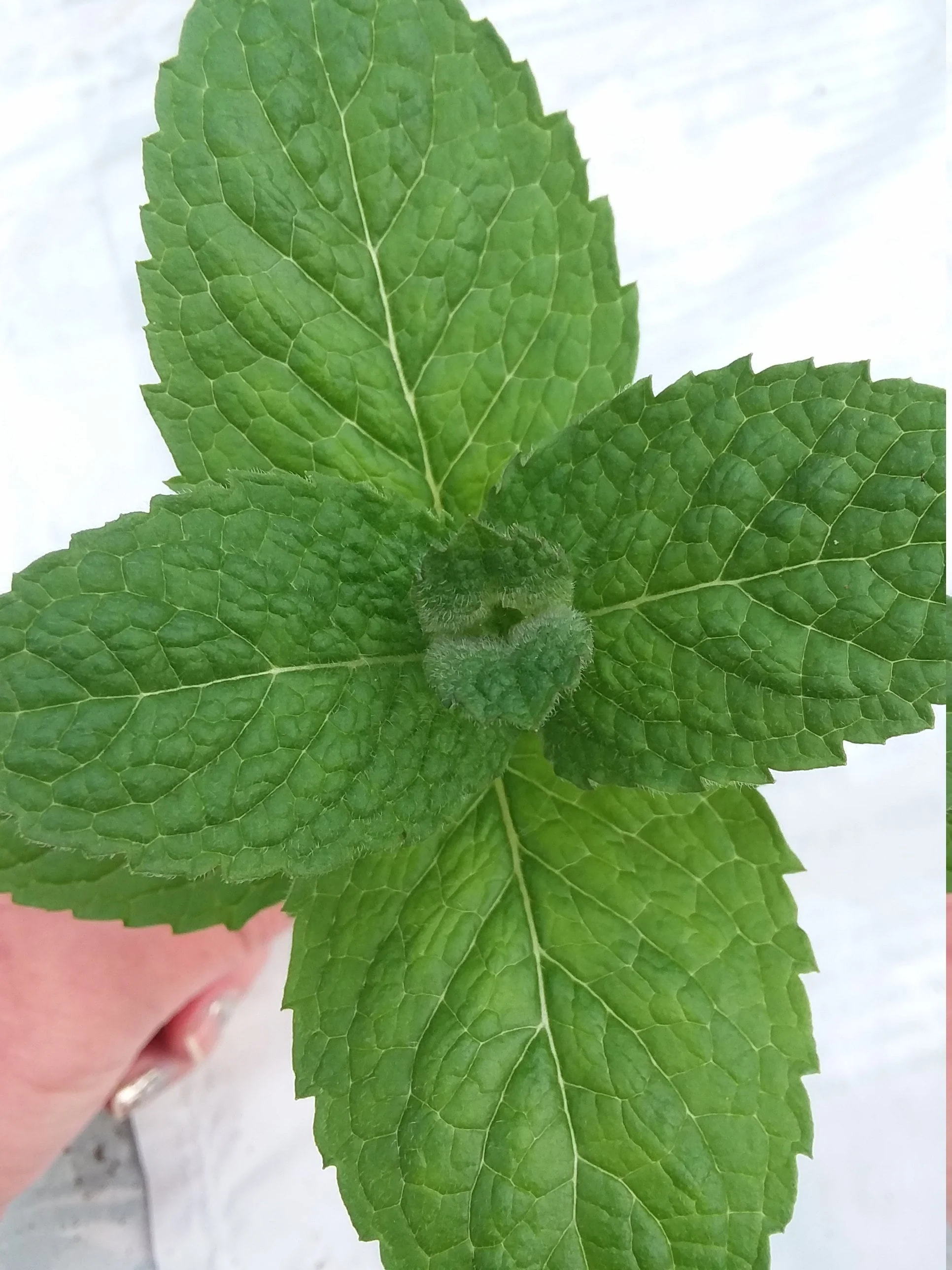 Apple Mint