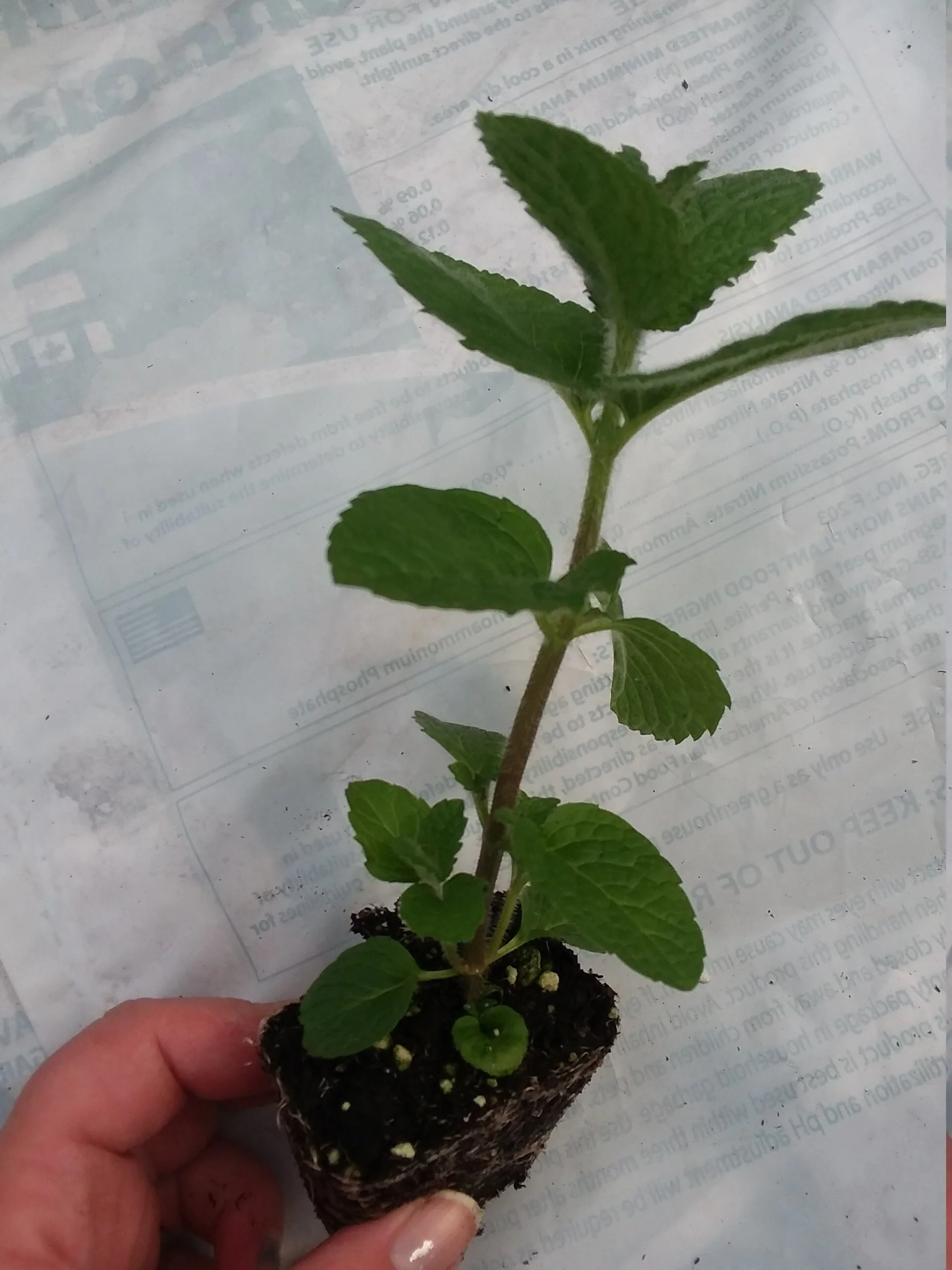 Apple Mint - Image 2