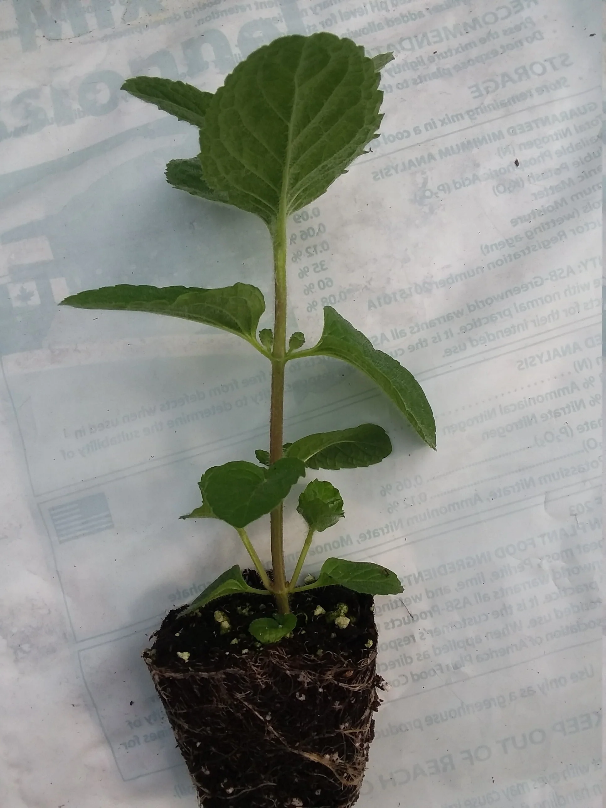 Apple Mint - Image 3