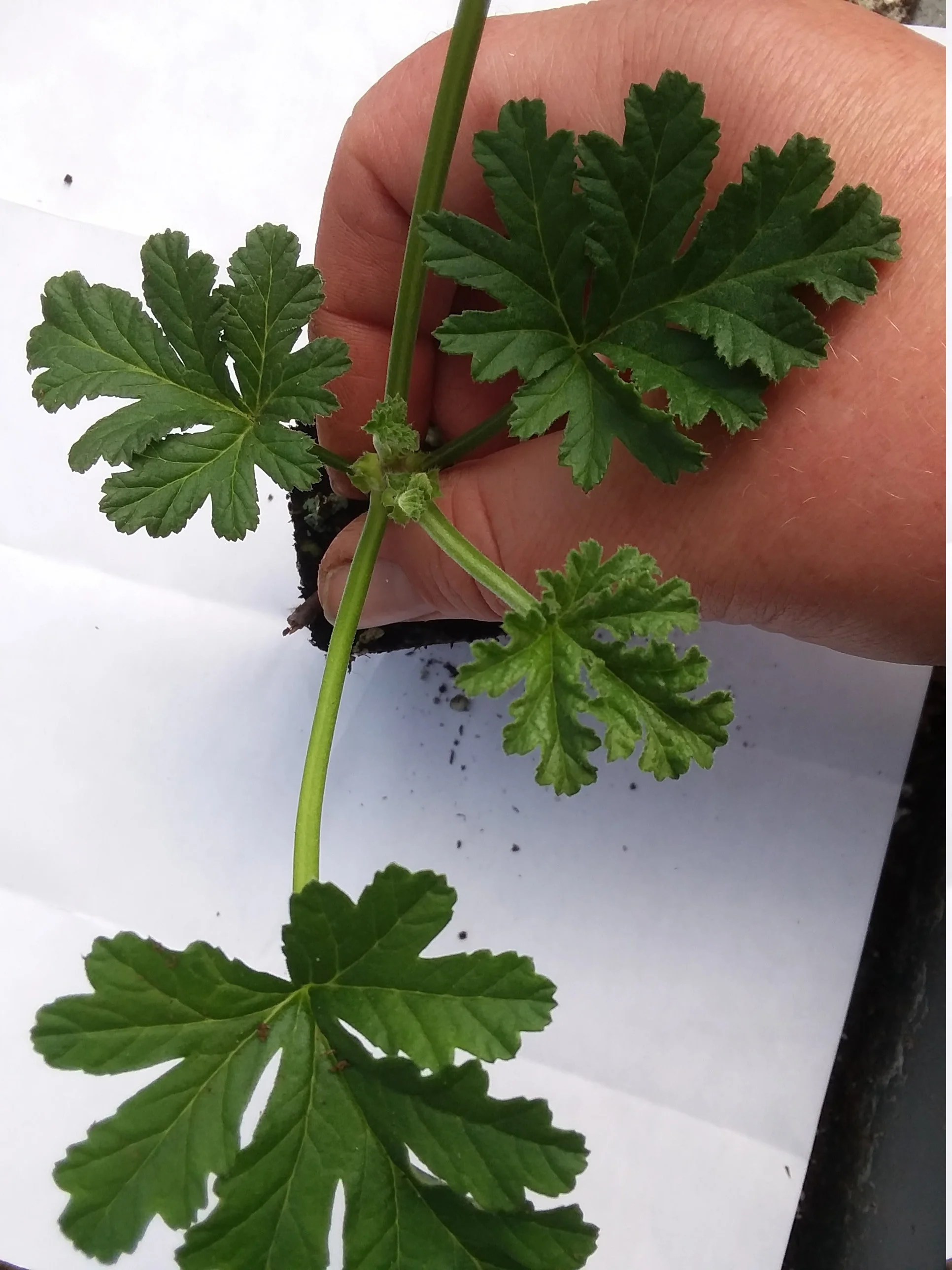 Scented Geranium Apricot