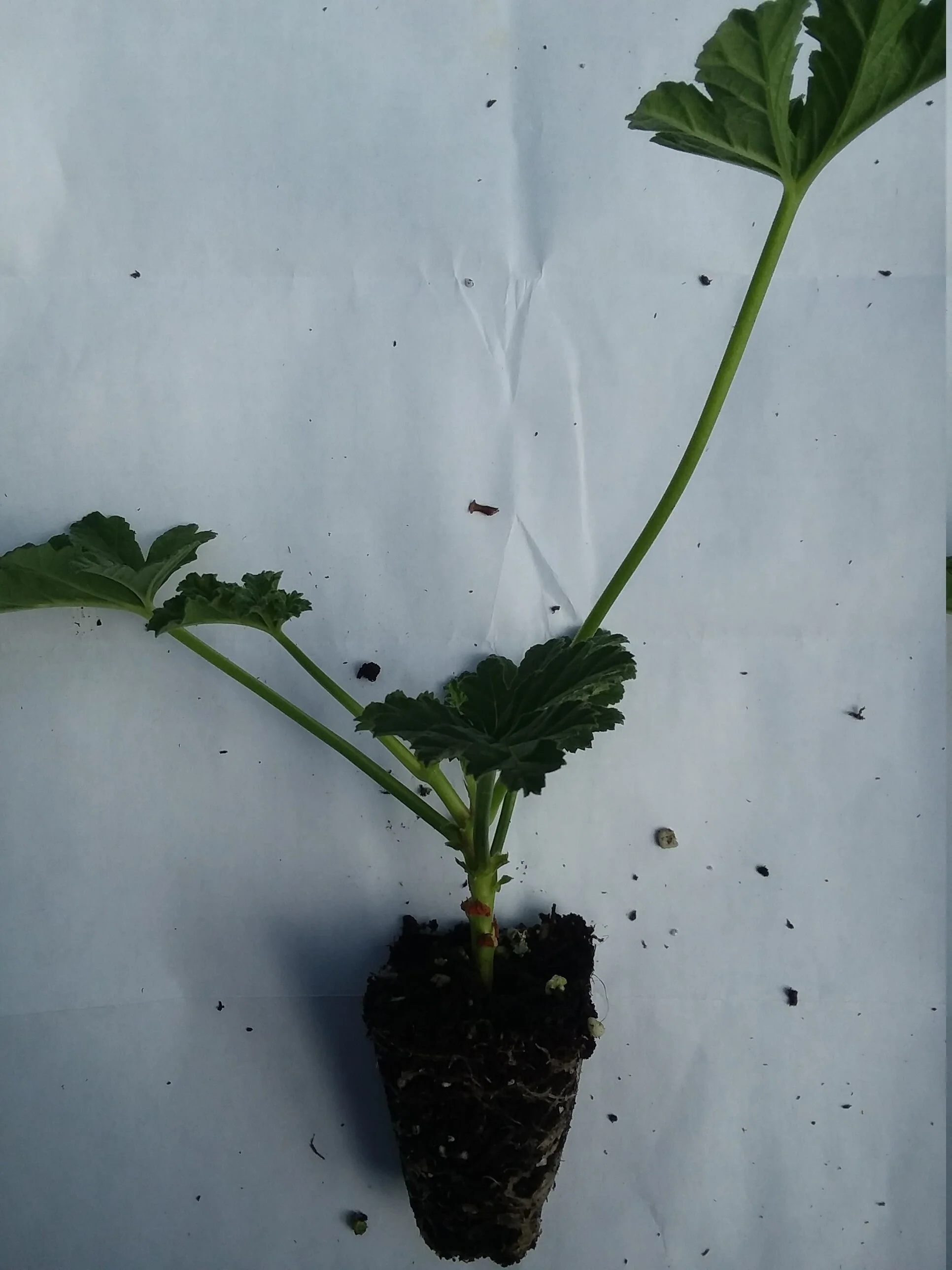 Scented Geranium Apricot - Image 2
