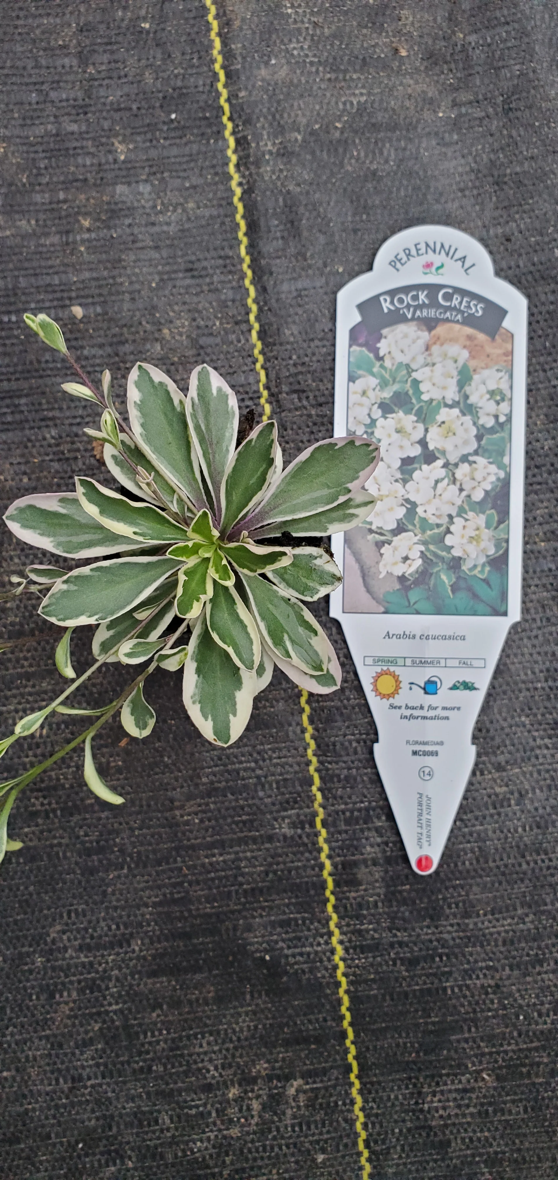 Arabis Variegata