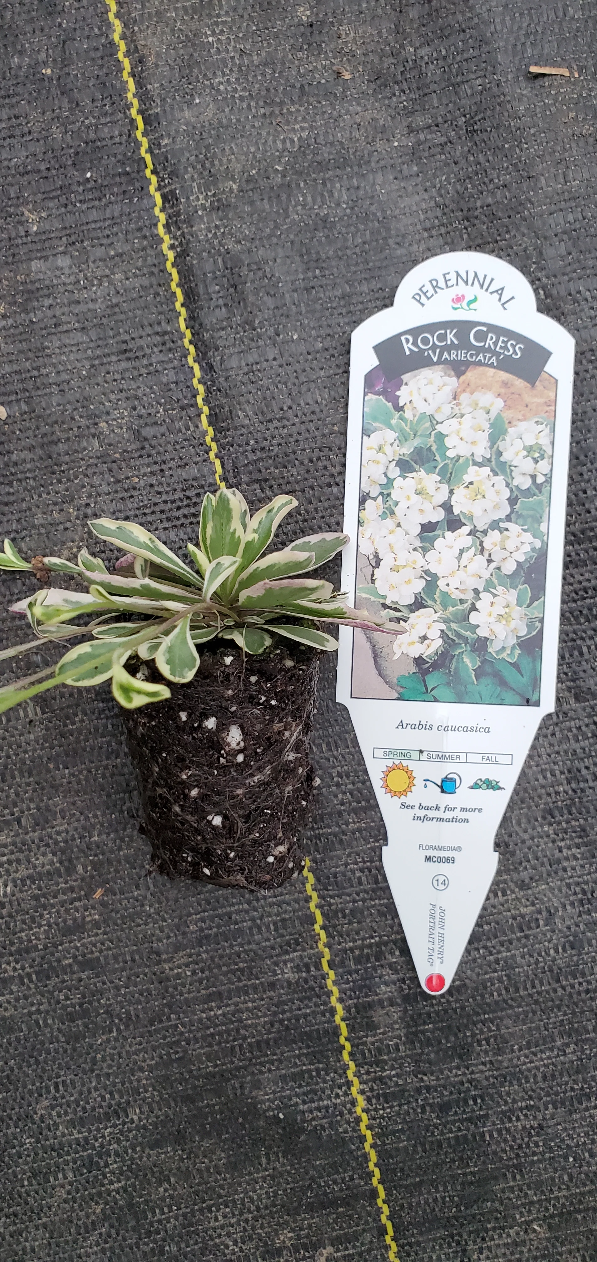 Arabis Variegata - Image 2
