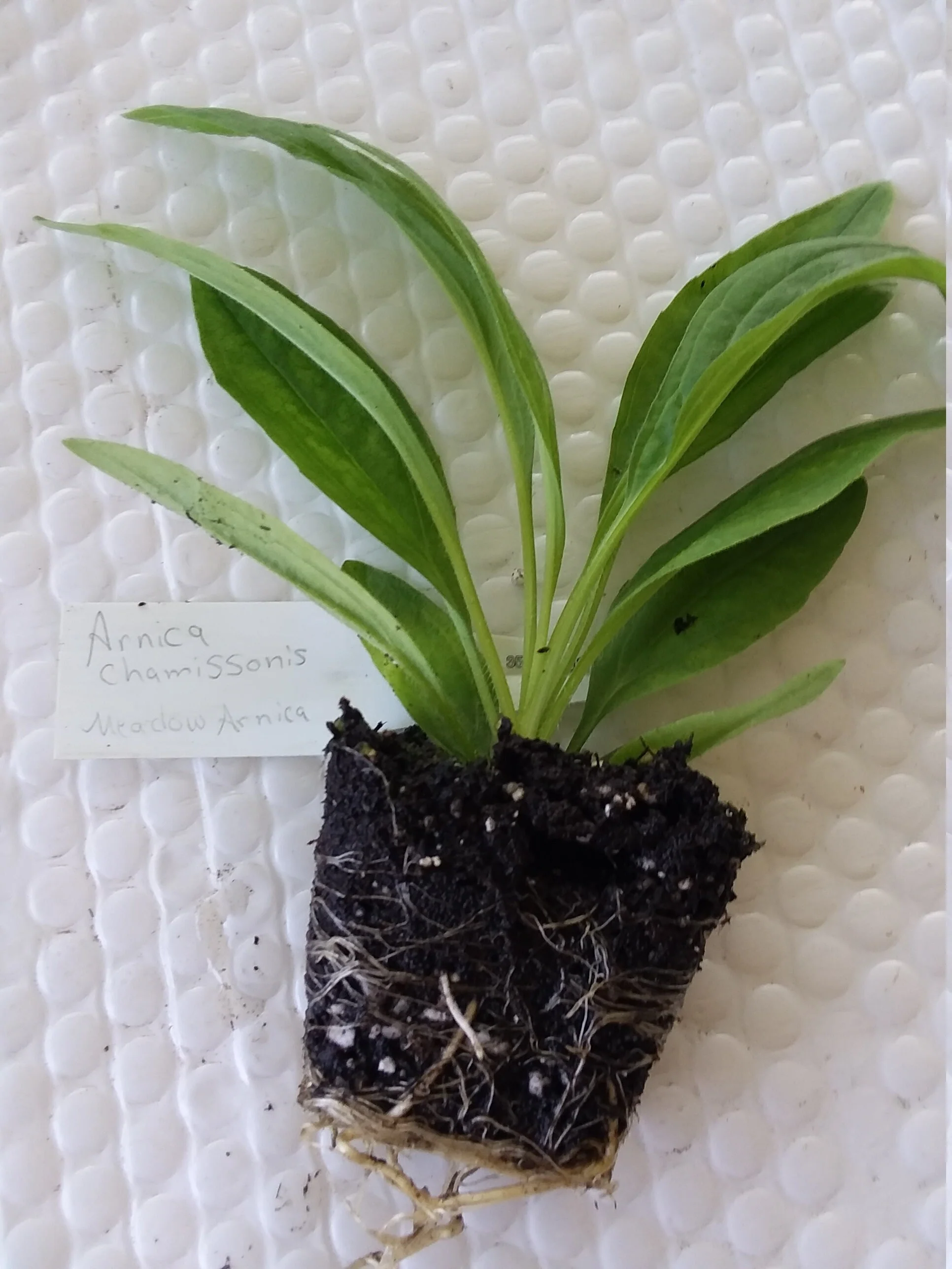 Arnica Chamissonis - Image 2
