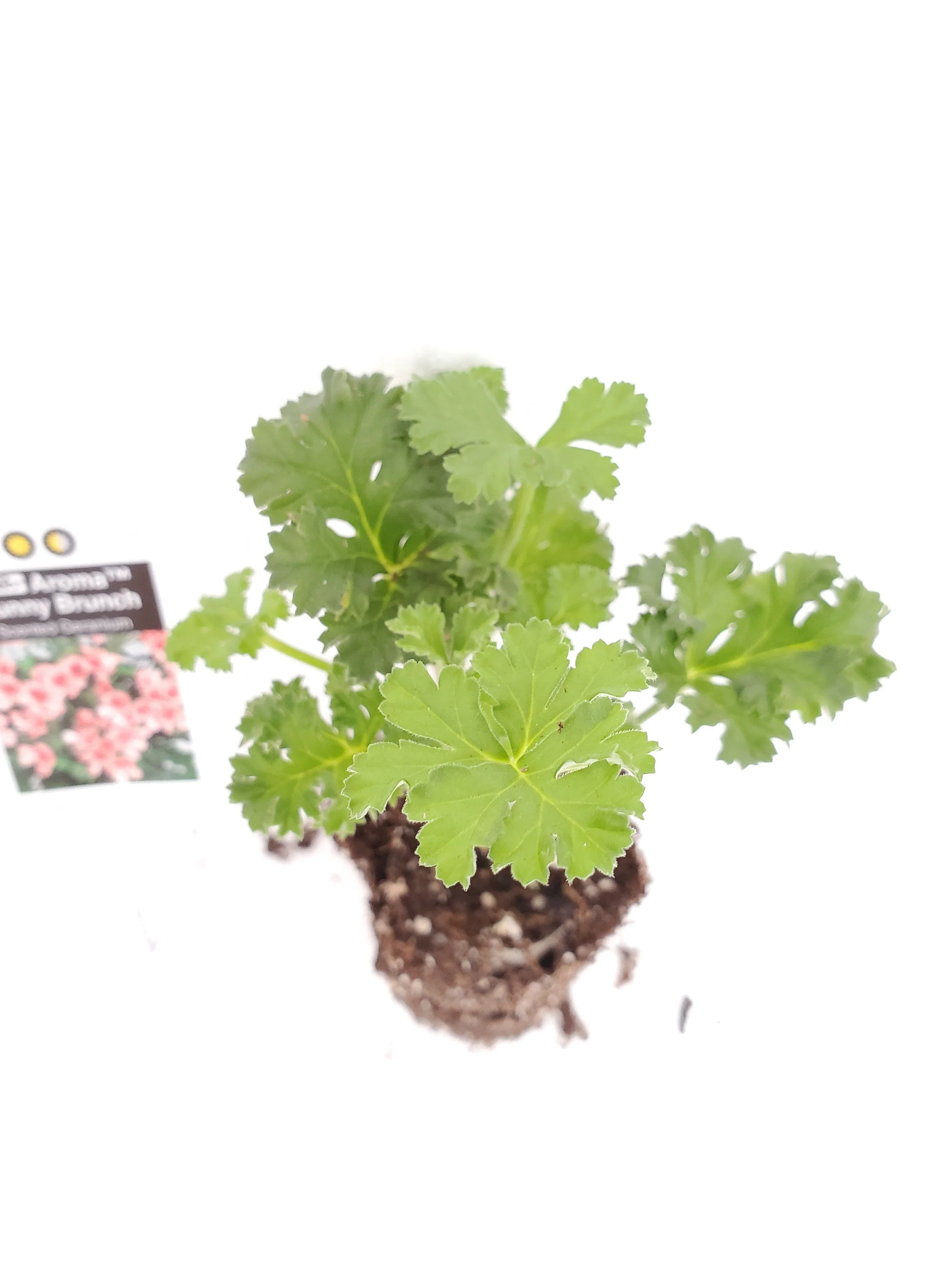 Bunny Munch Geranium