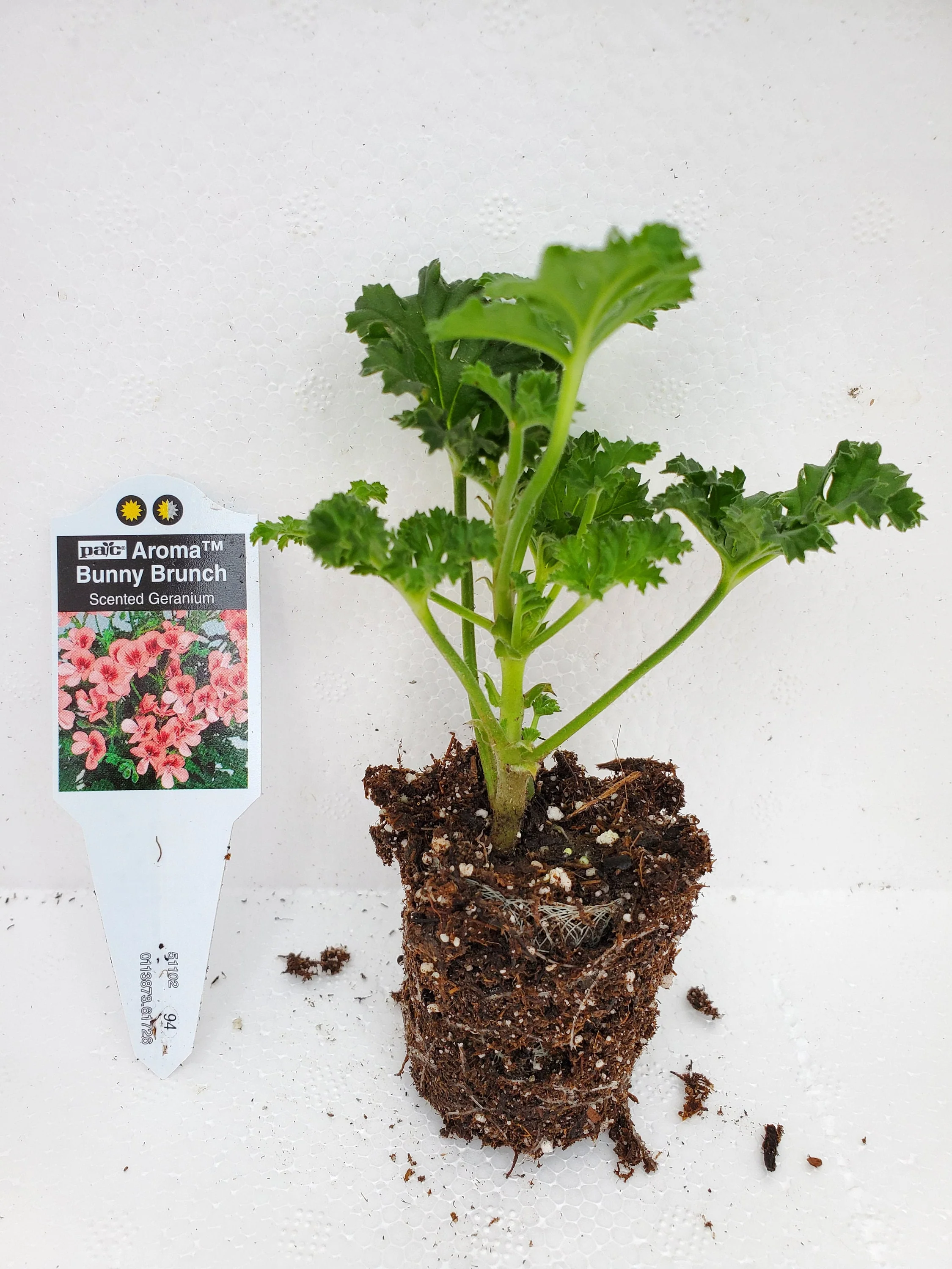 Bunny Munch Geranium - Image 2