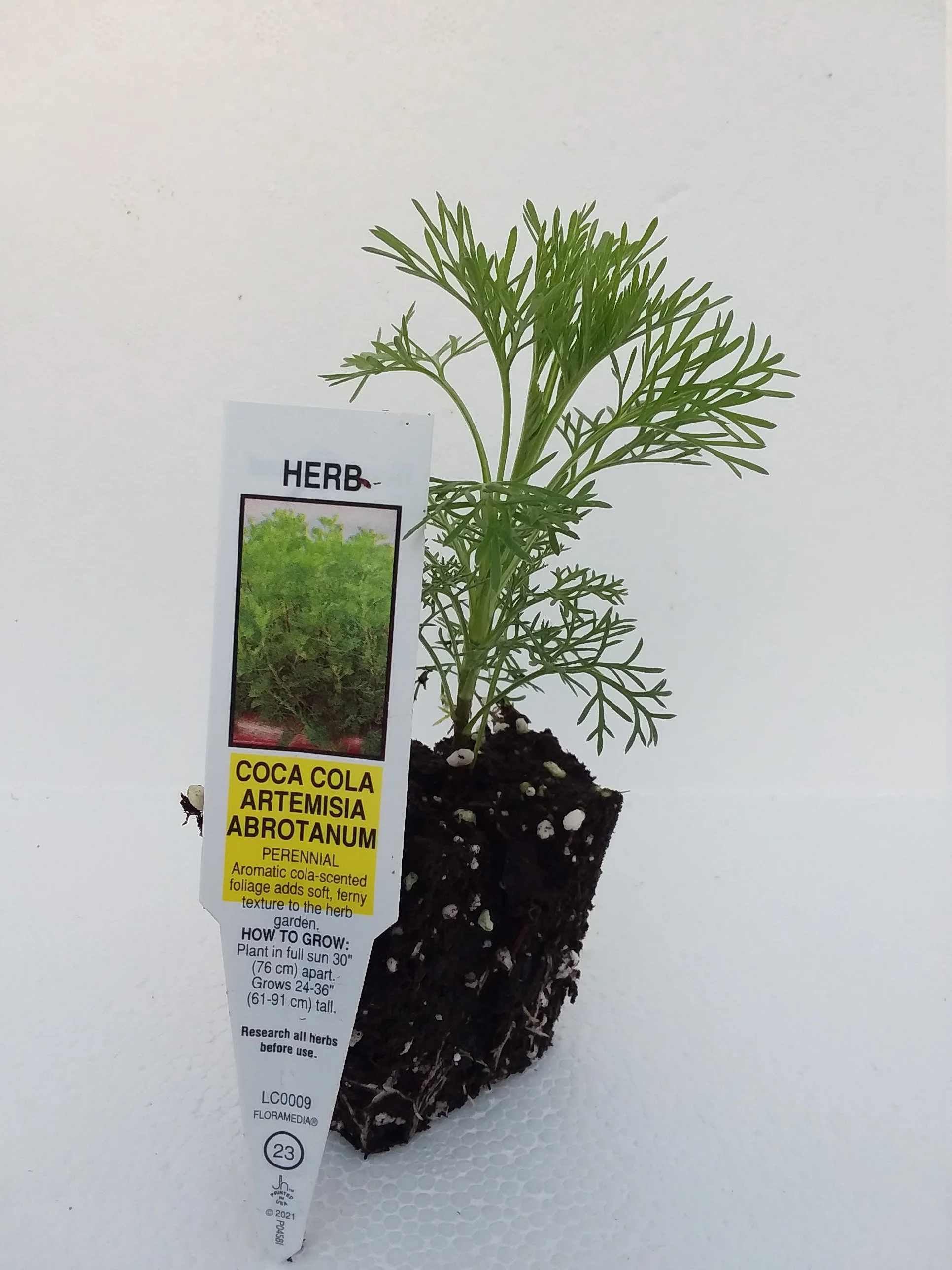 Artemisia abrotanum Coca Cola Plant - Image 2