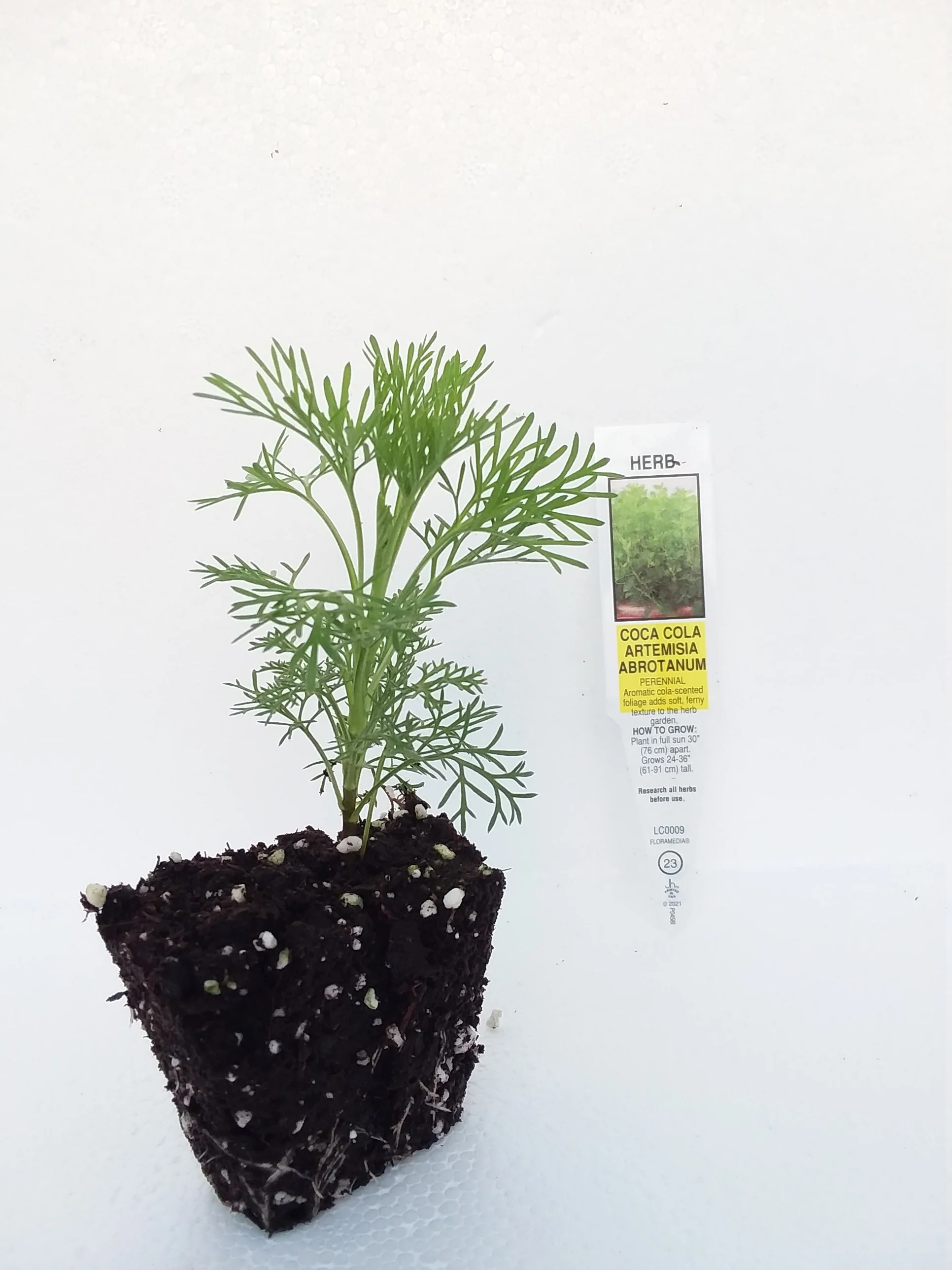 Artemisia abrotanum Coca Cola Plant - Image 3