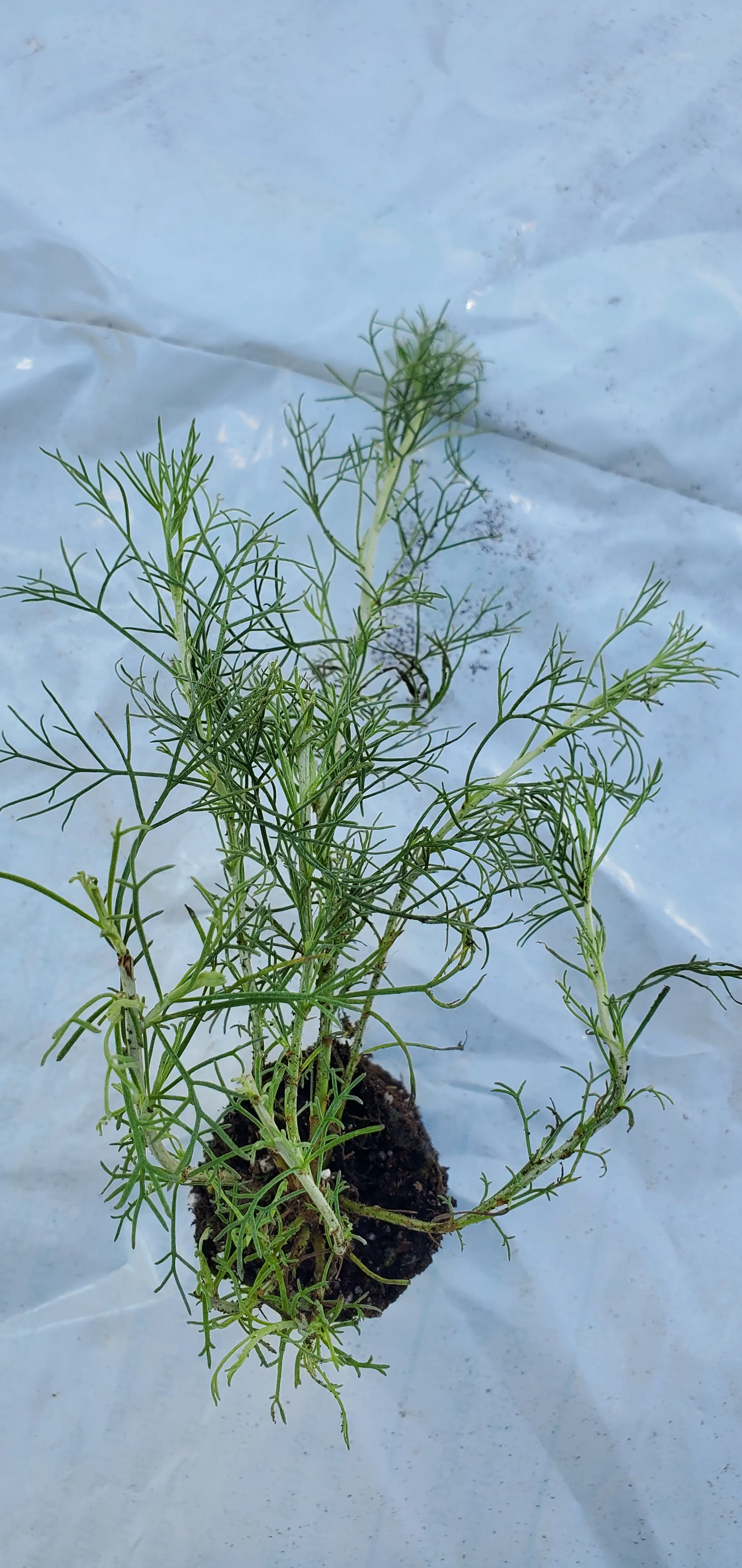 Artemisia Canyon Gray