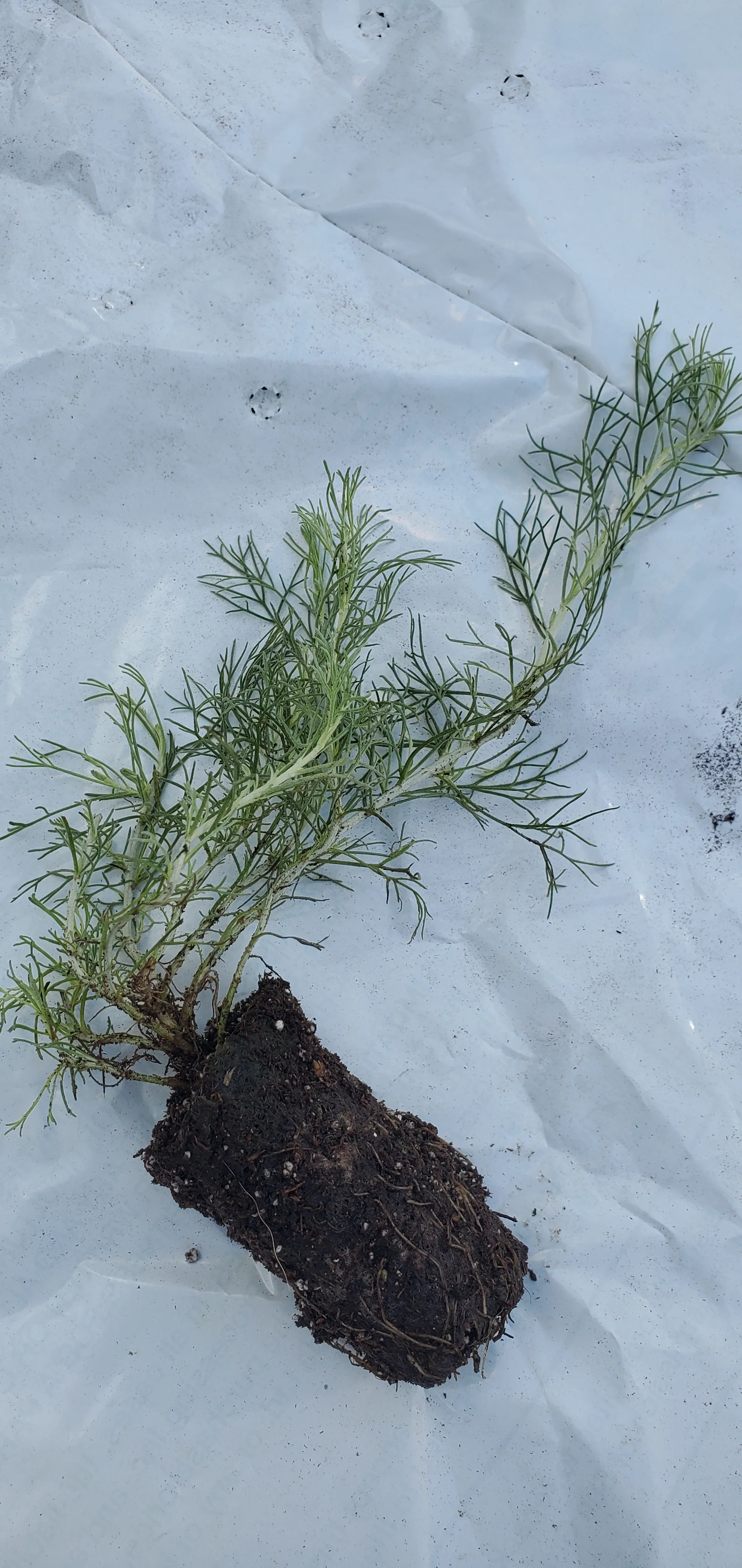Artemisia Canyon Gray - Image 2
