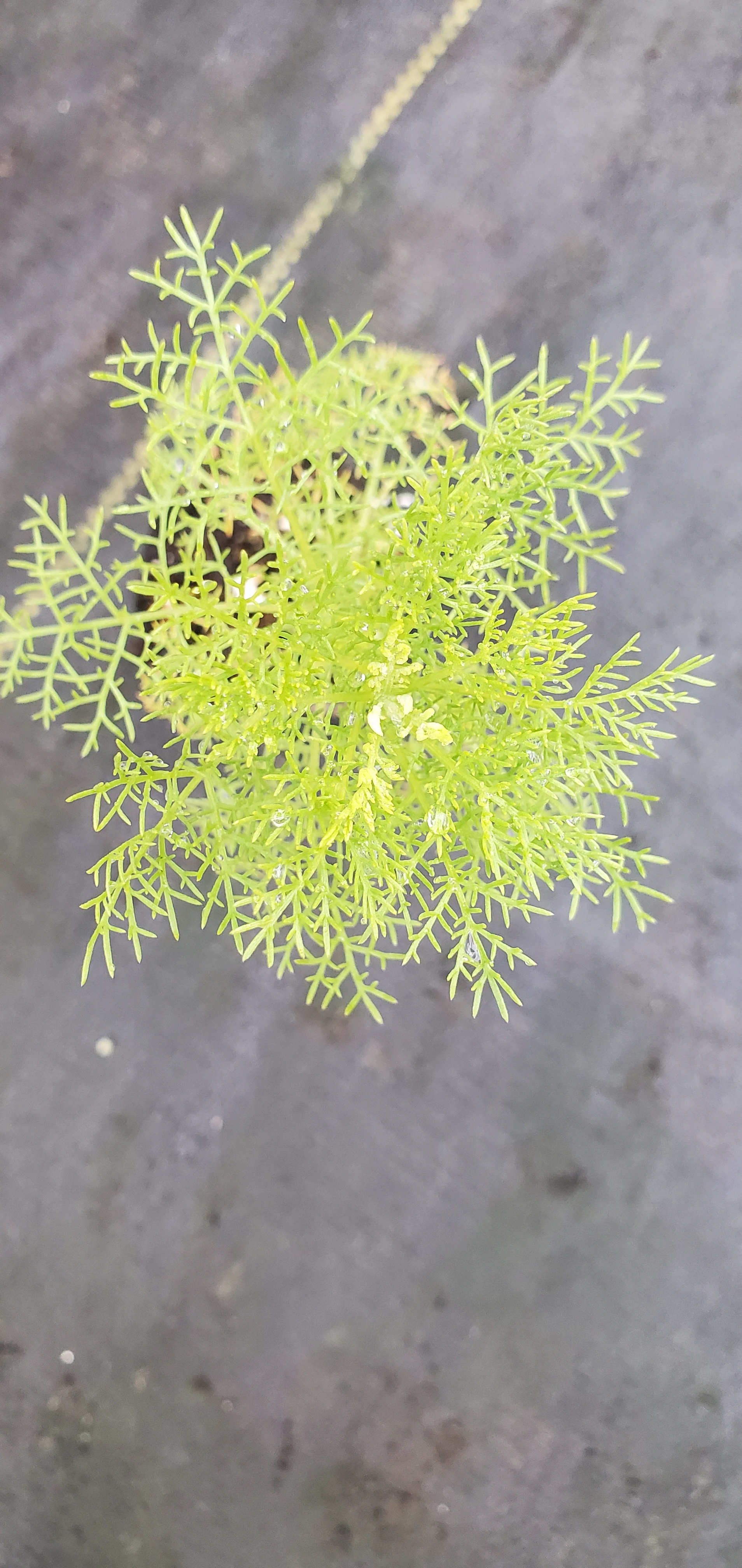 Artemisia Chamaemelifolia