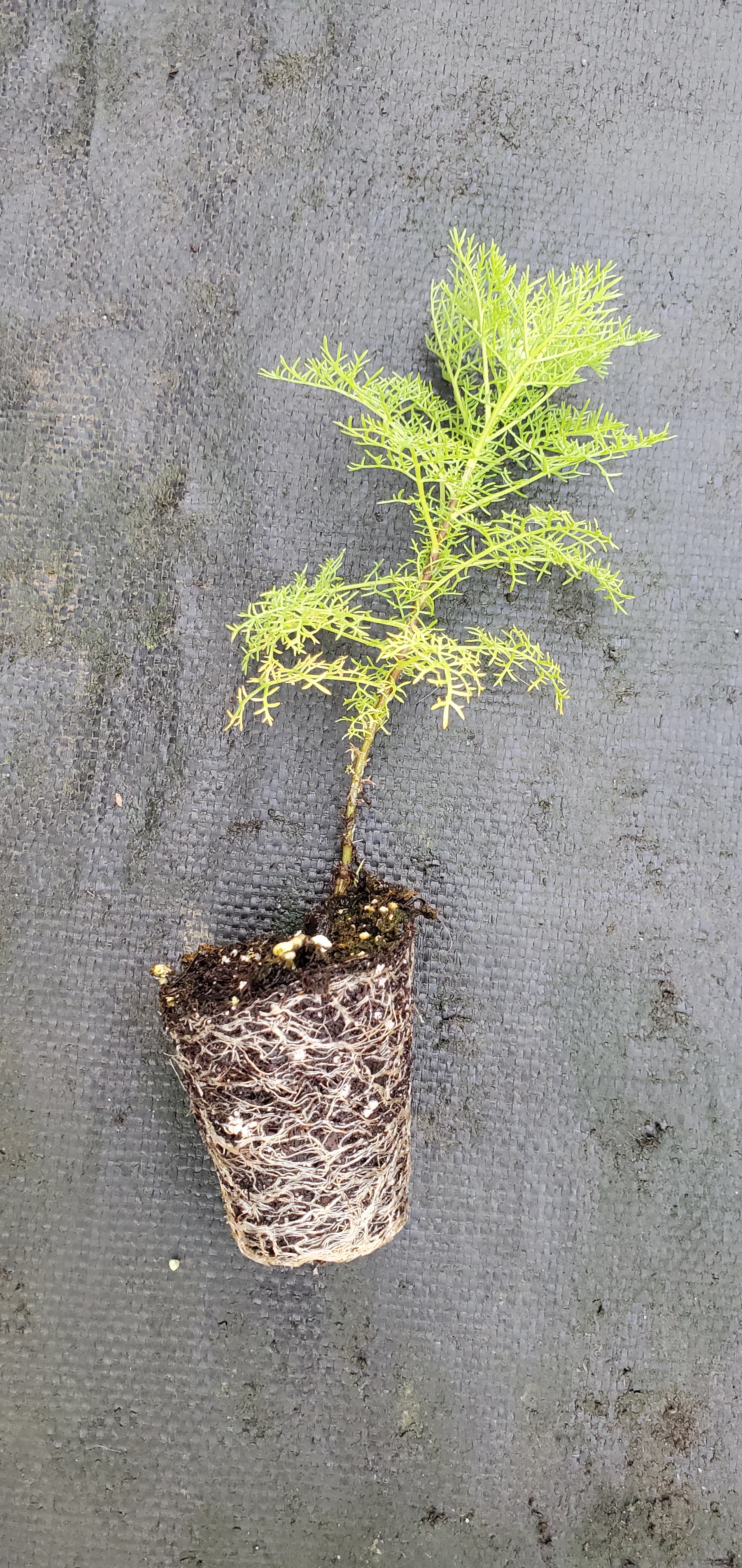 Artemisia Chamaemelifolia - Image 2