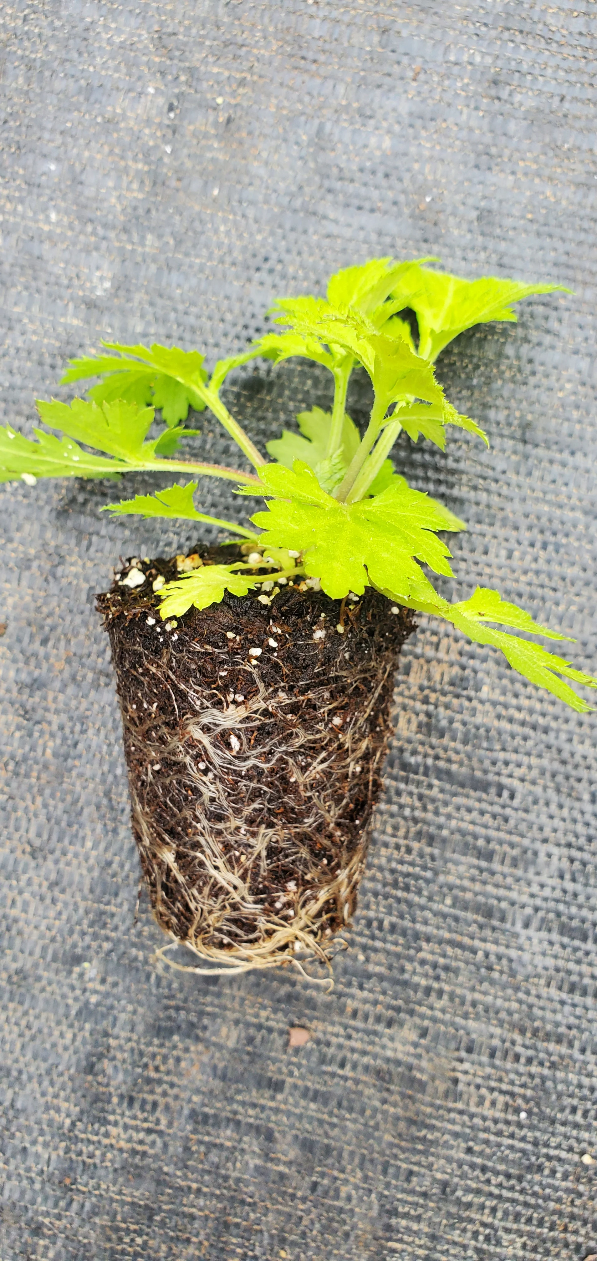 Artemisia Lactiflora - Image 2