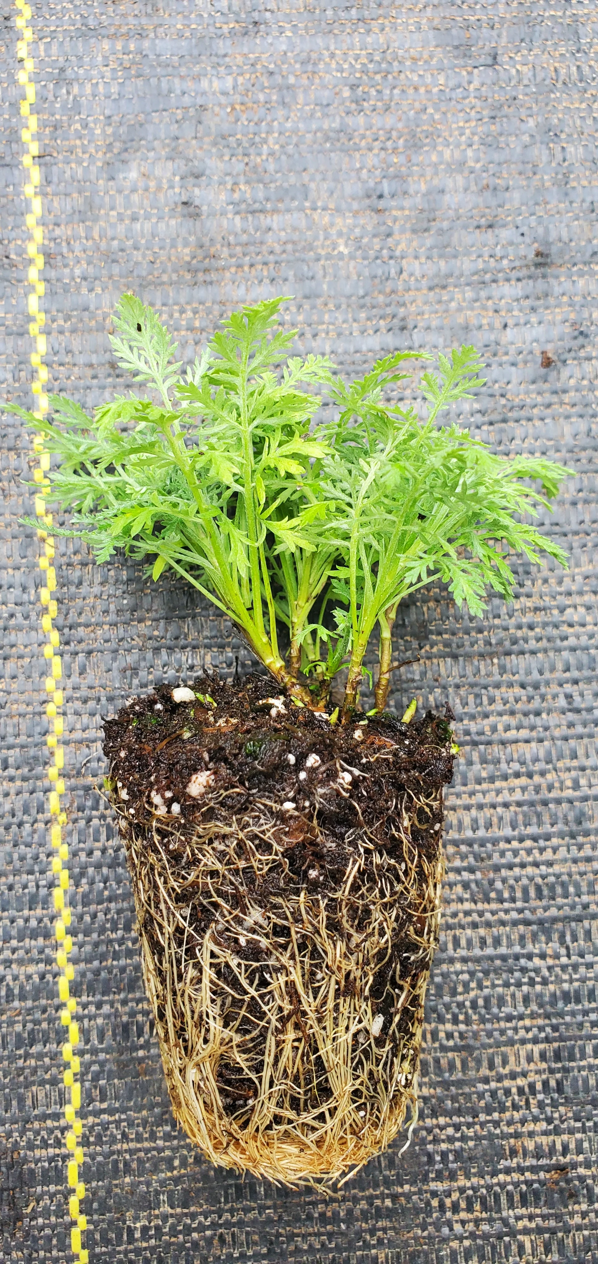 Artemisia Pontica Nana - Image 2