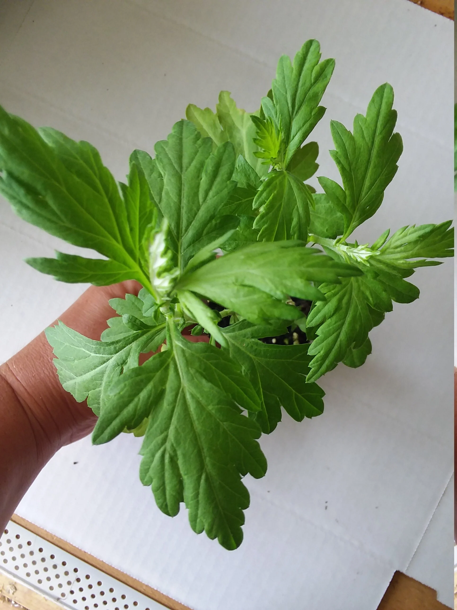 Artemisia Princeps