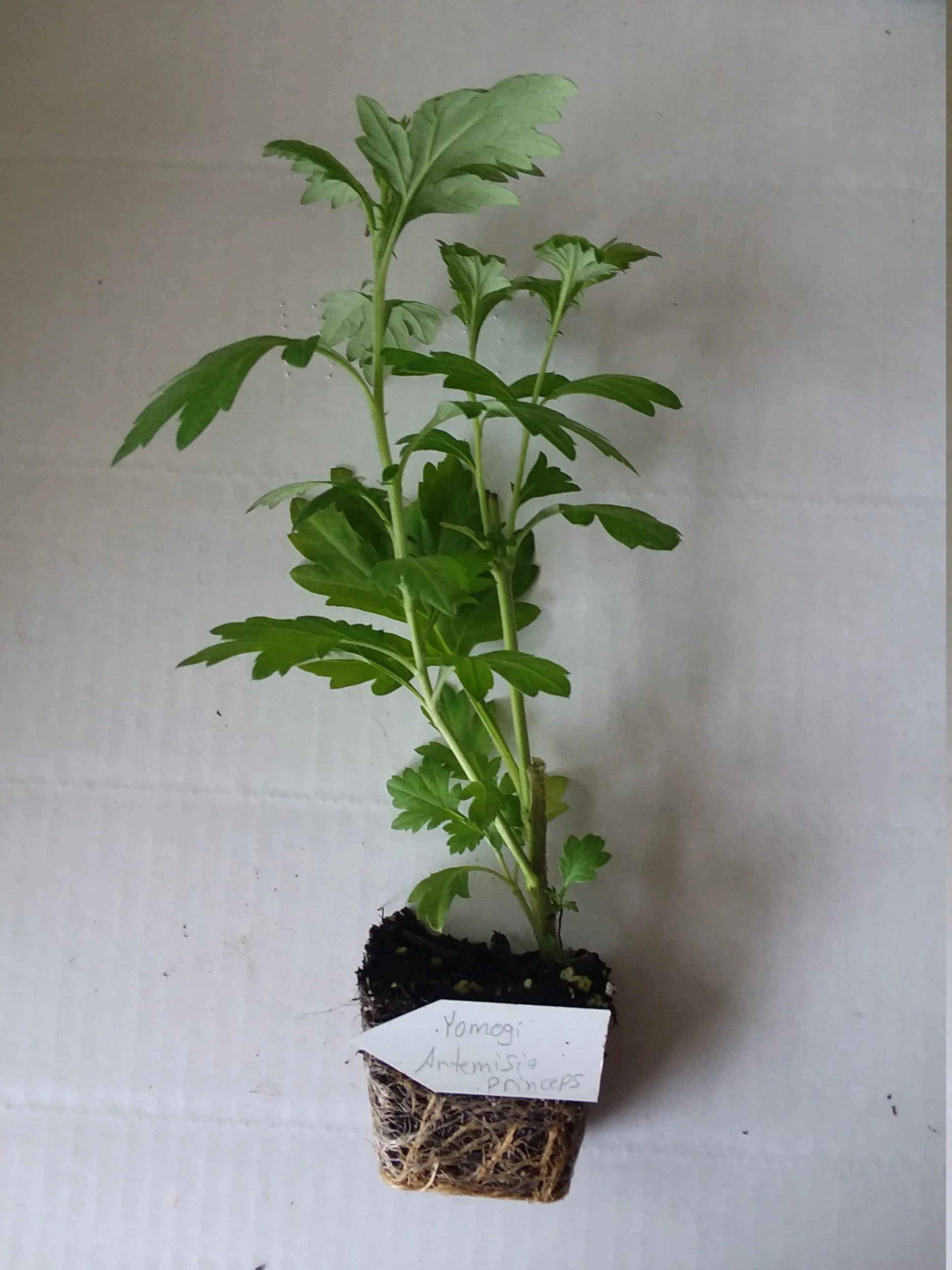 Artemisia Princeps - Image 2