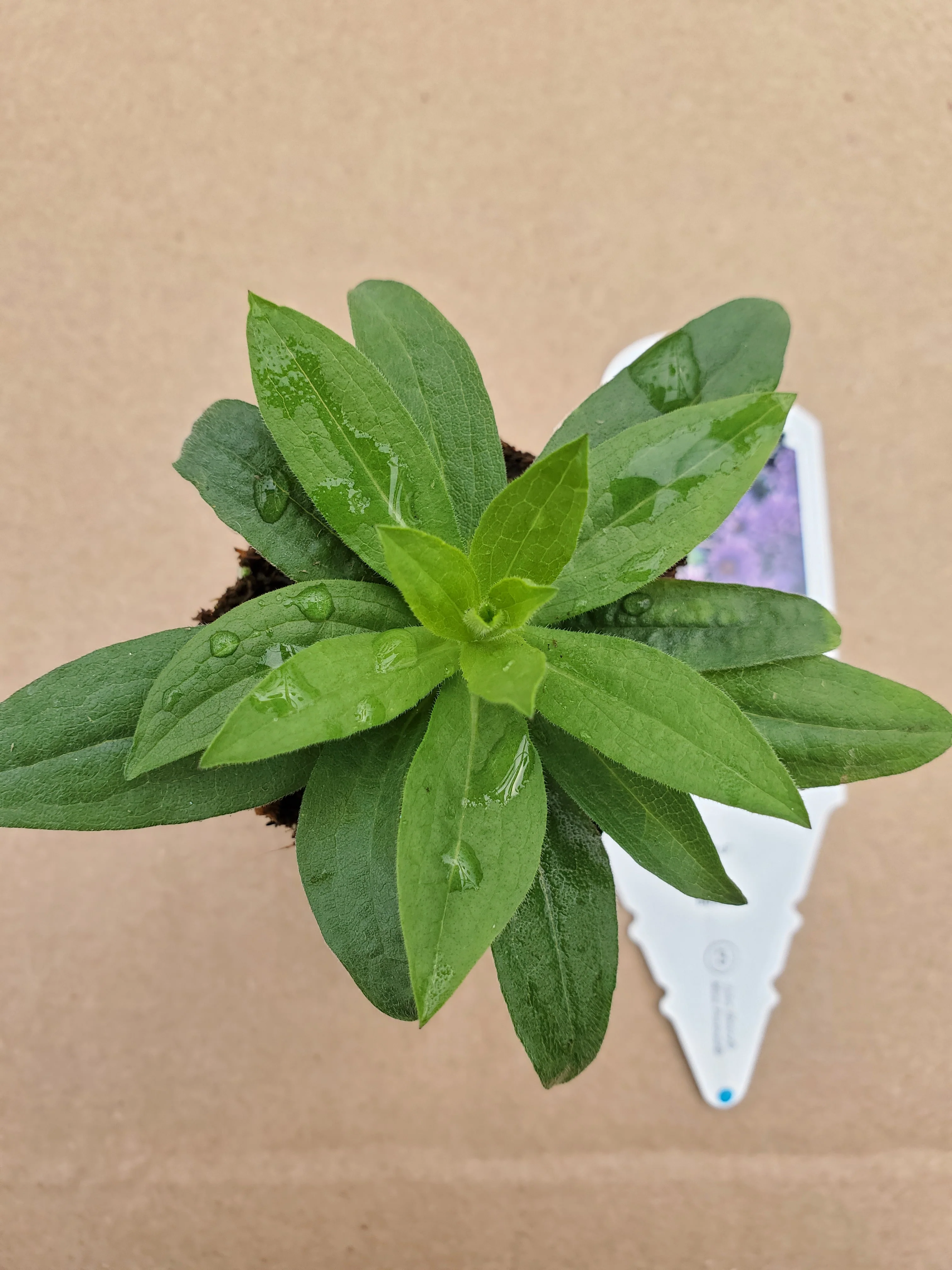 Aster Grape Crush - Image 2