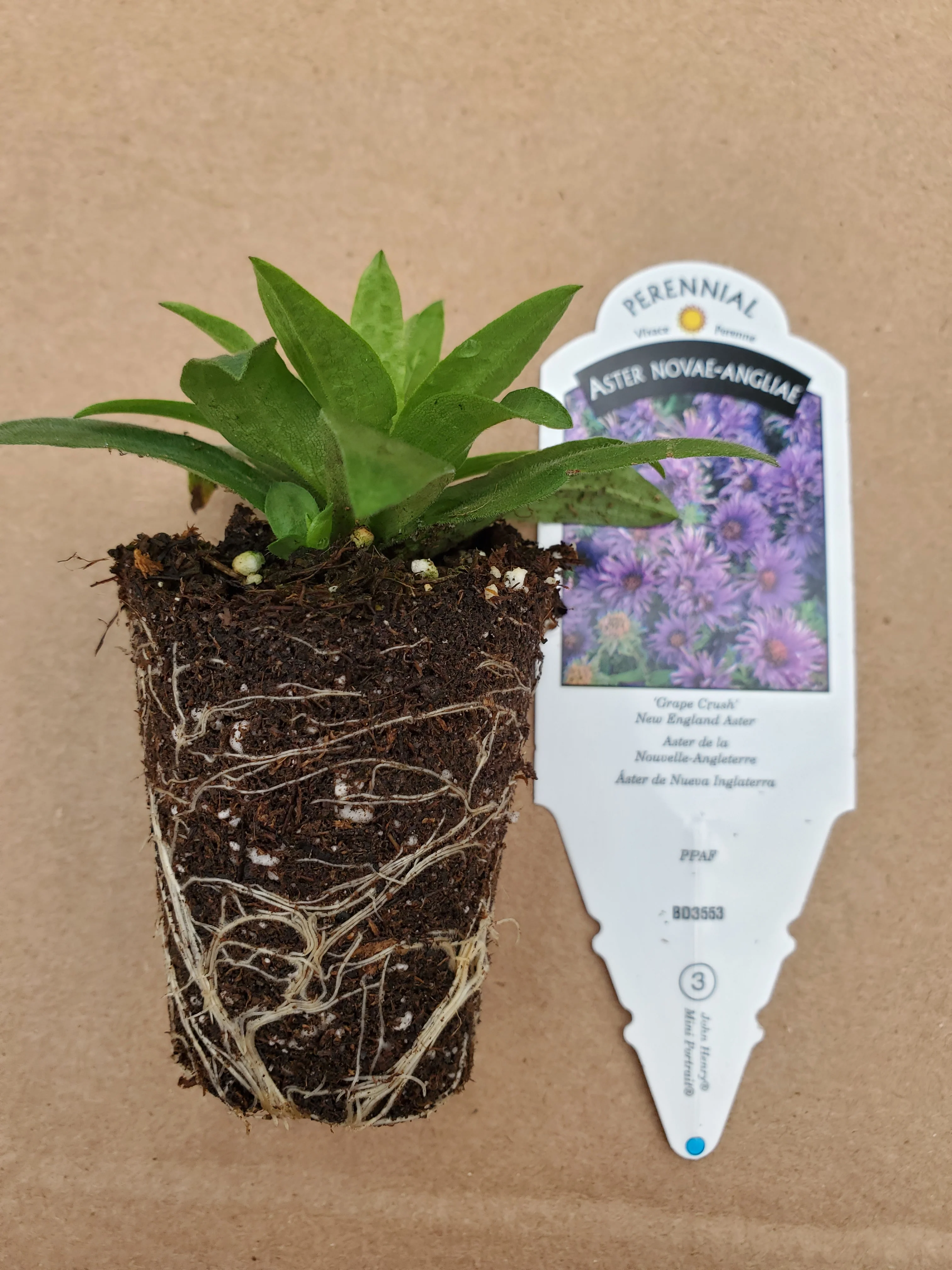 Aster Grape Crush - Image 3