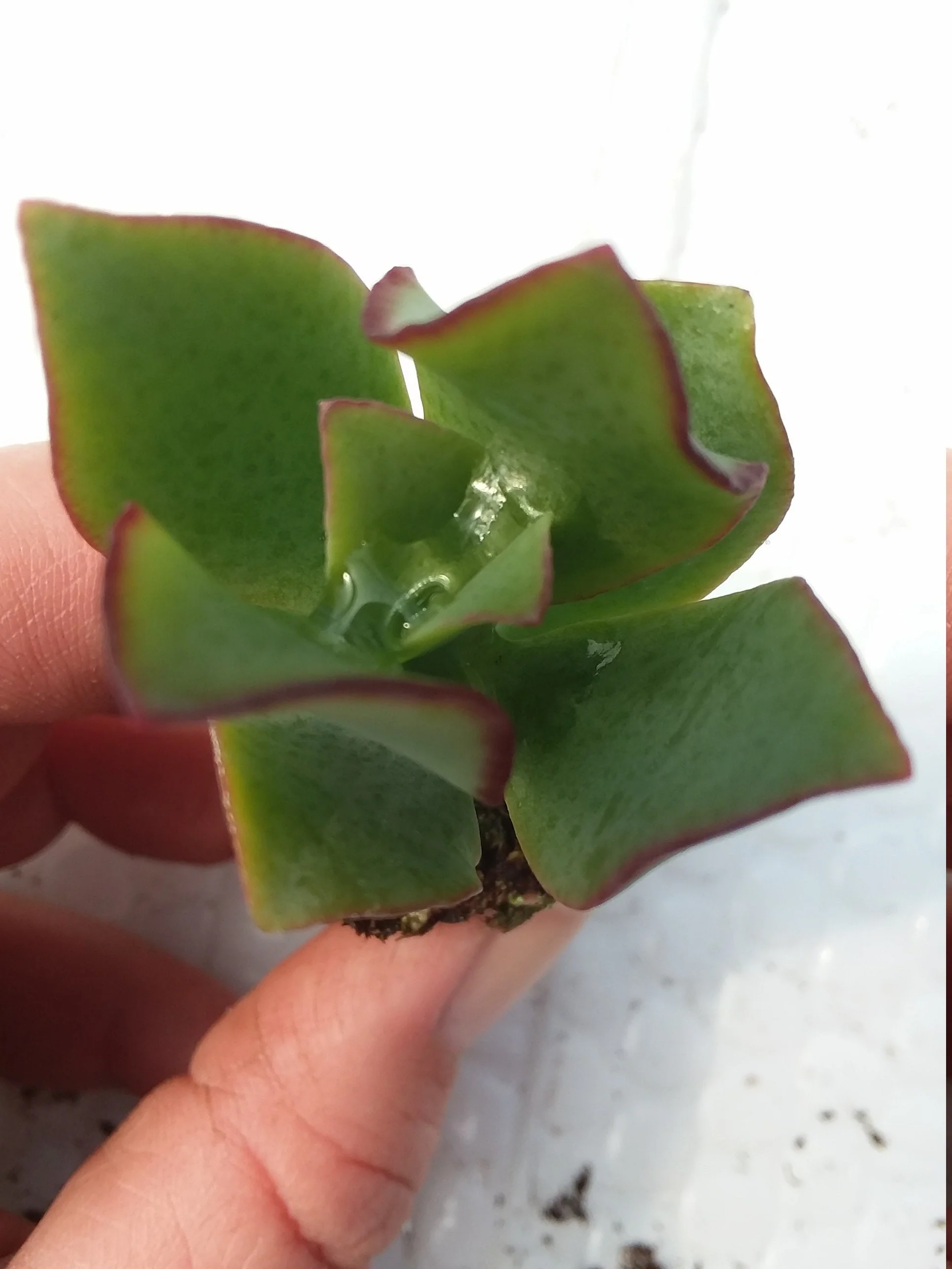 Baby Ripple Jade