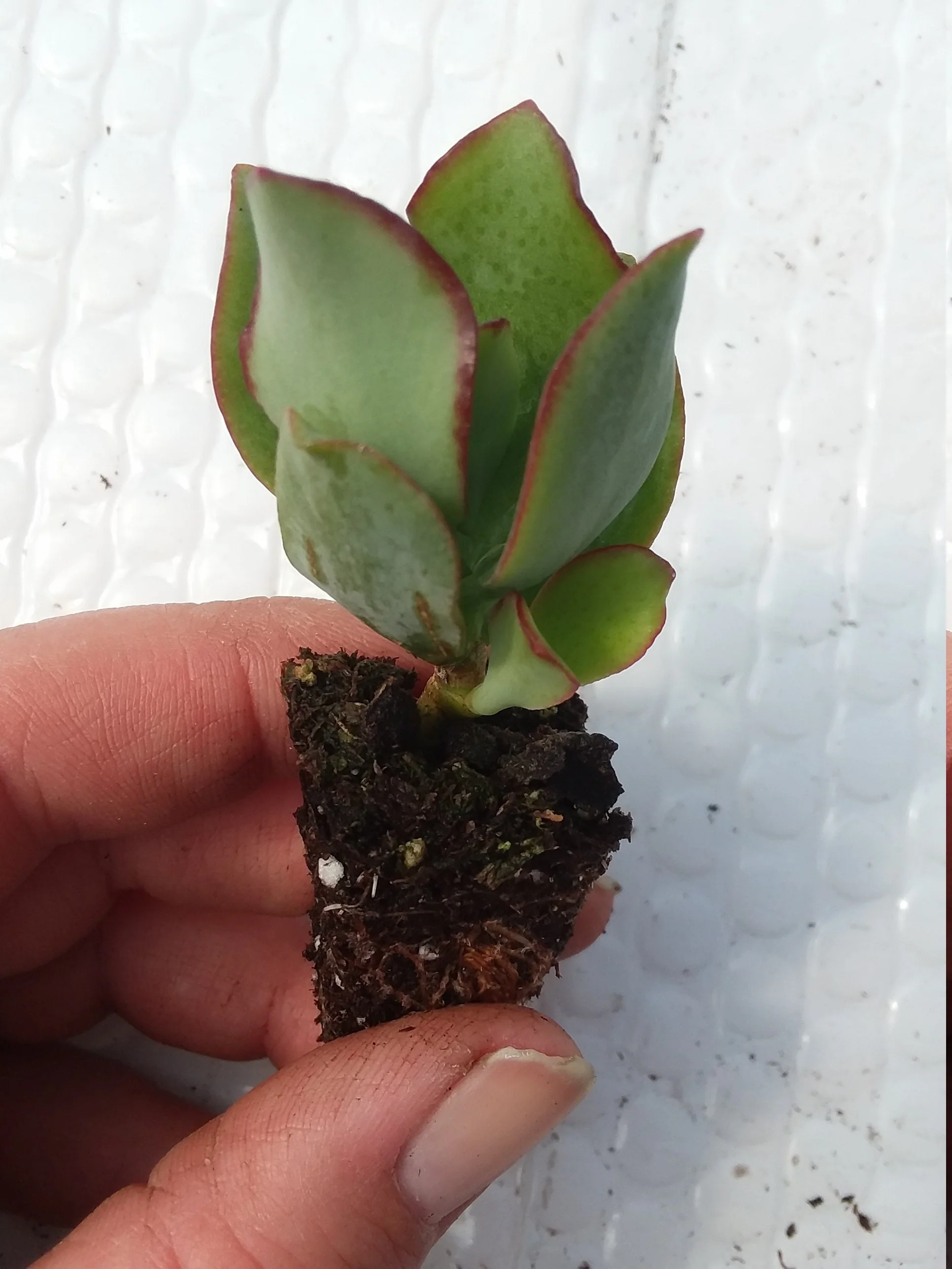 Baby Ripple Jade - Image 2