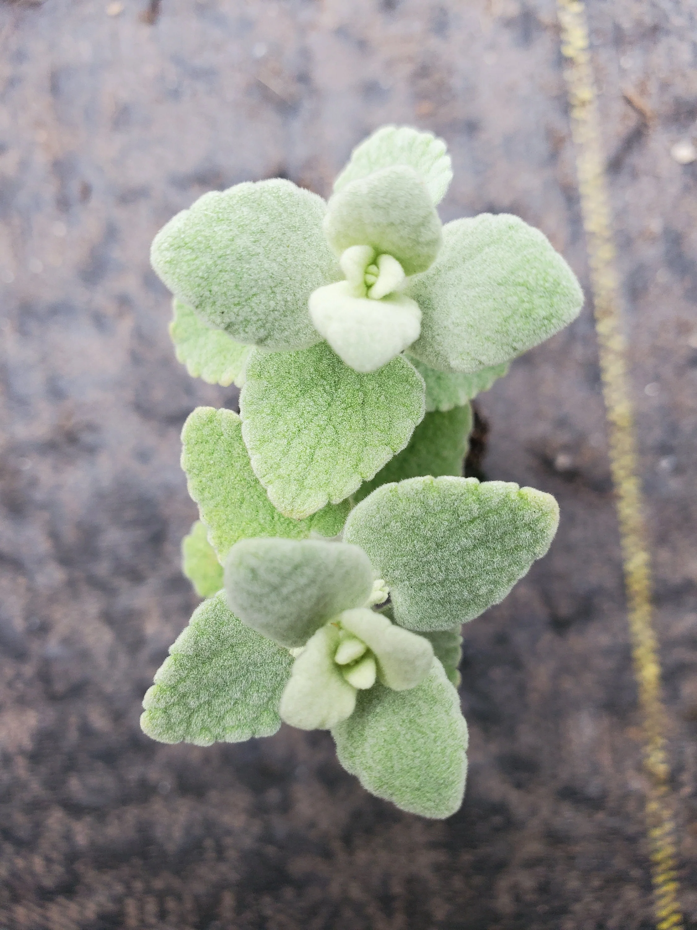 Ballota Pseudodictamnus Mediterranean Mint