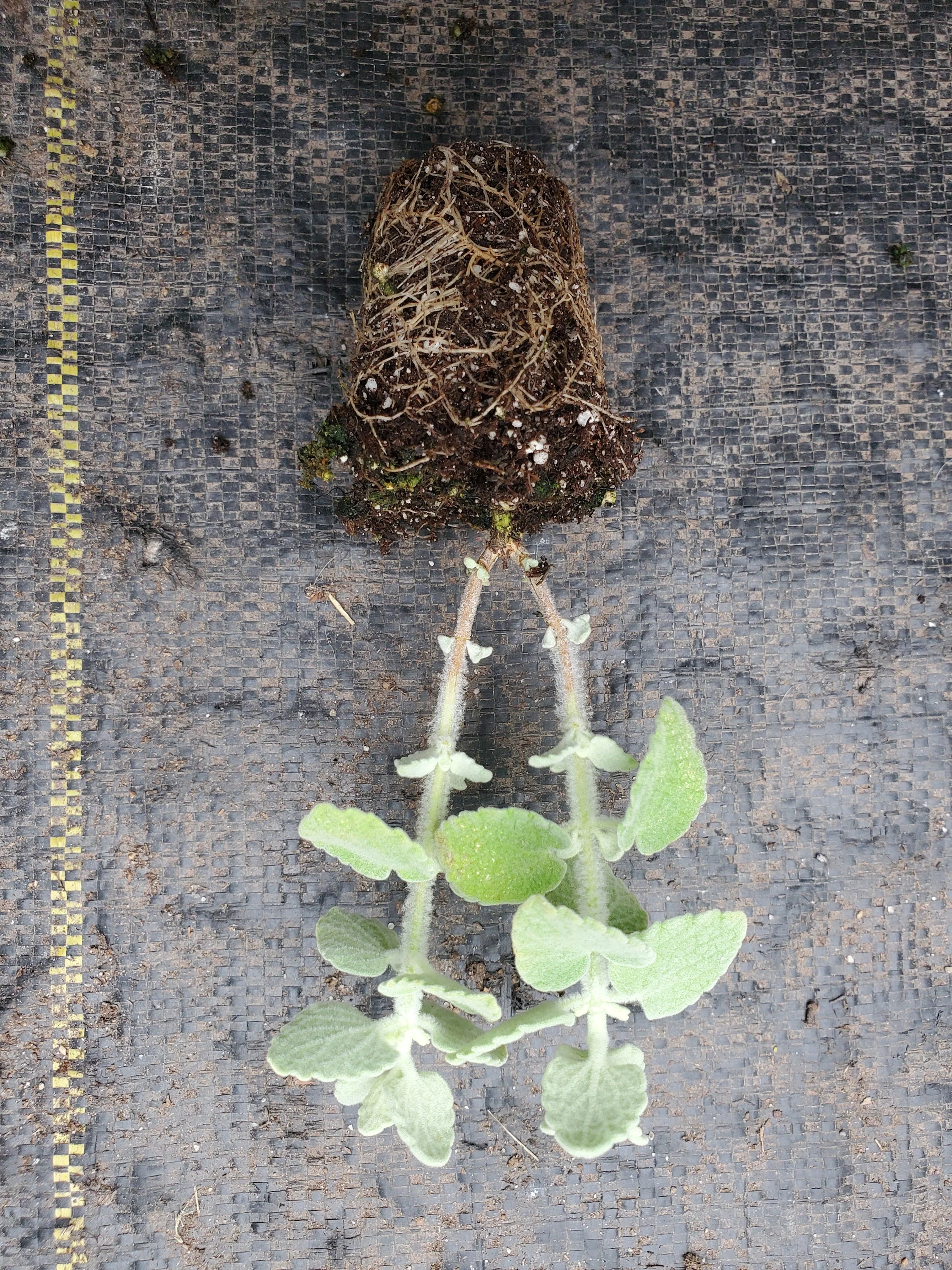 Ballota Pseudodictamnus Mediterranean Mint - Image 2