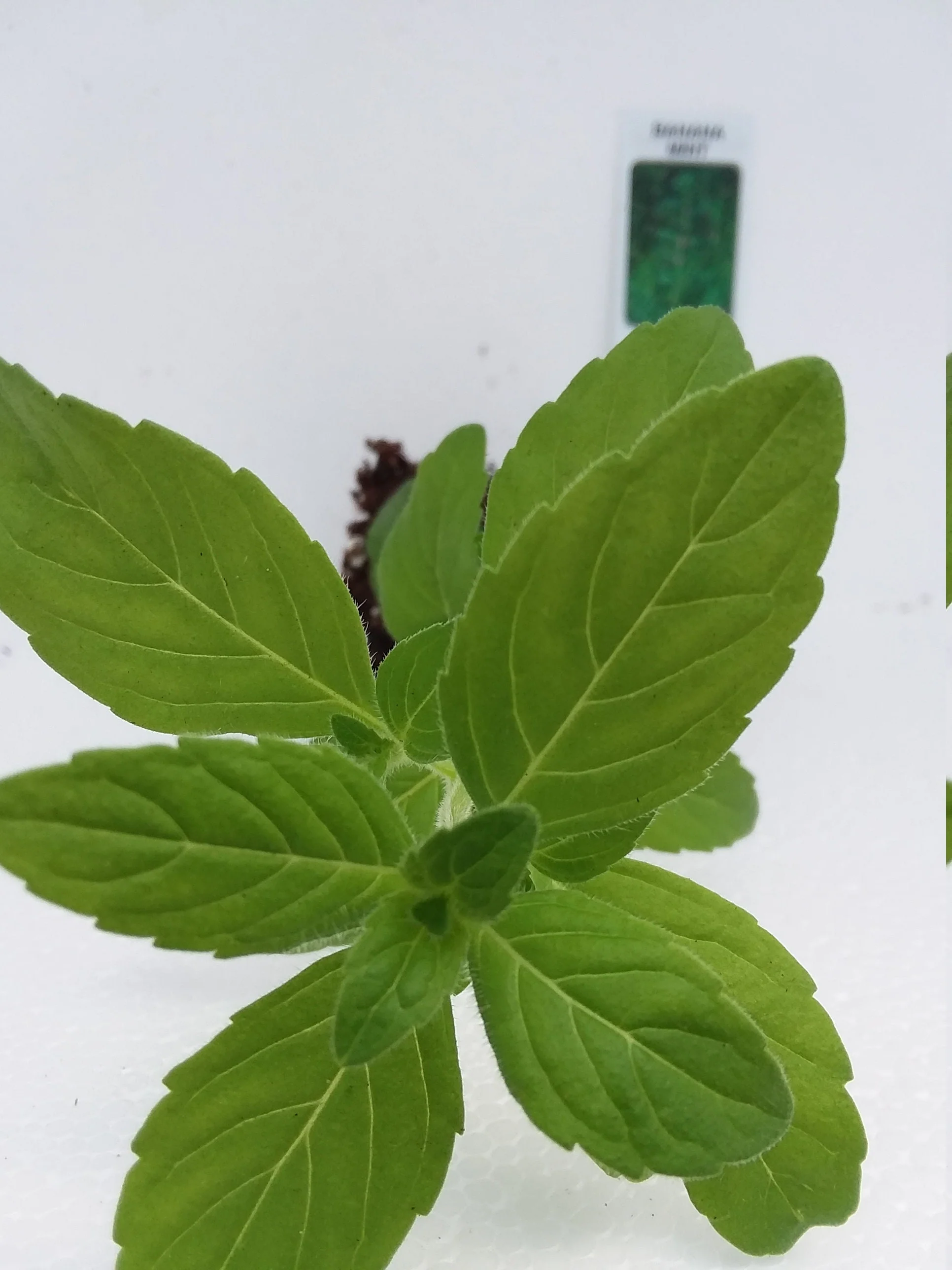 Banana Mint