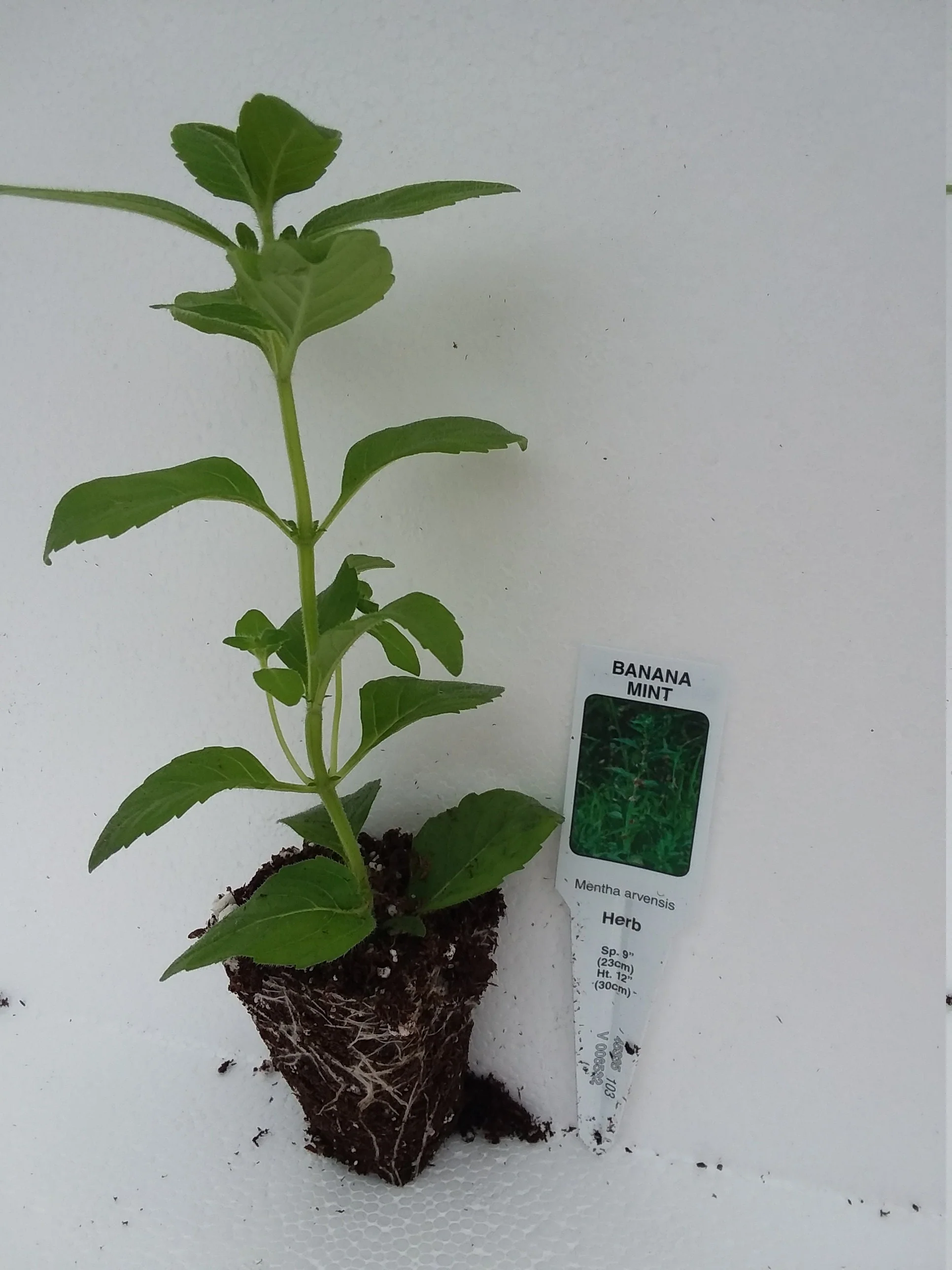 Banana Mint - Image 2