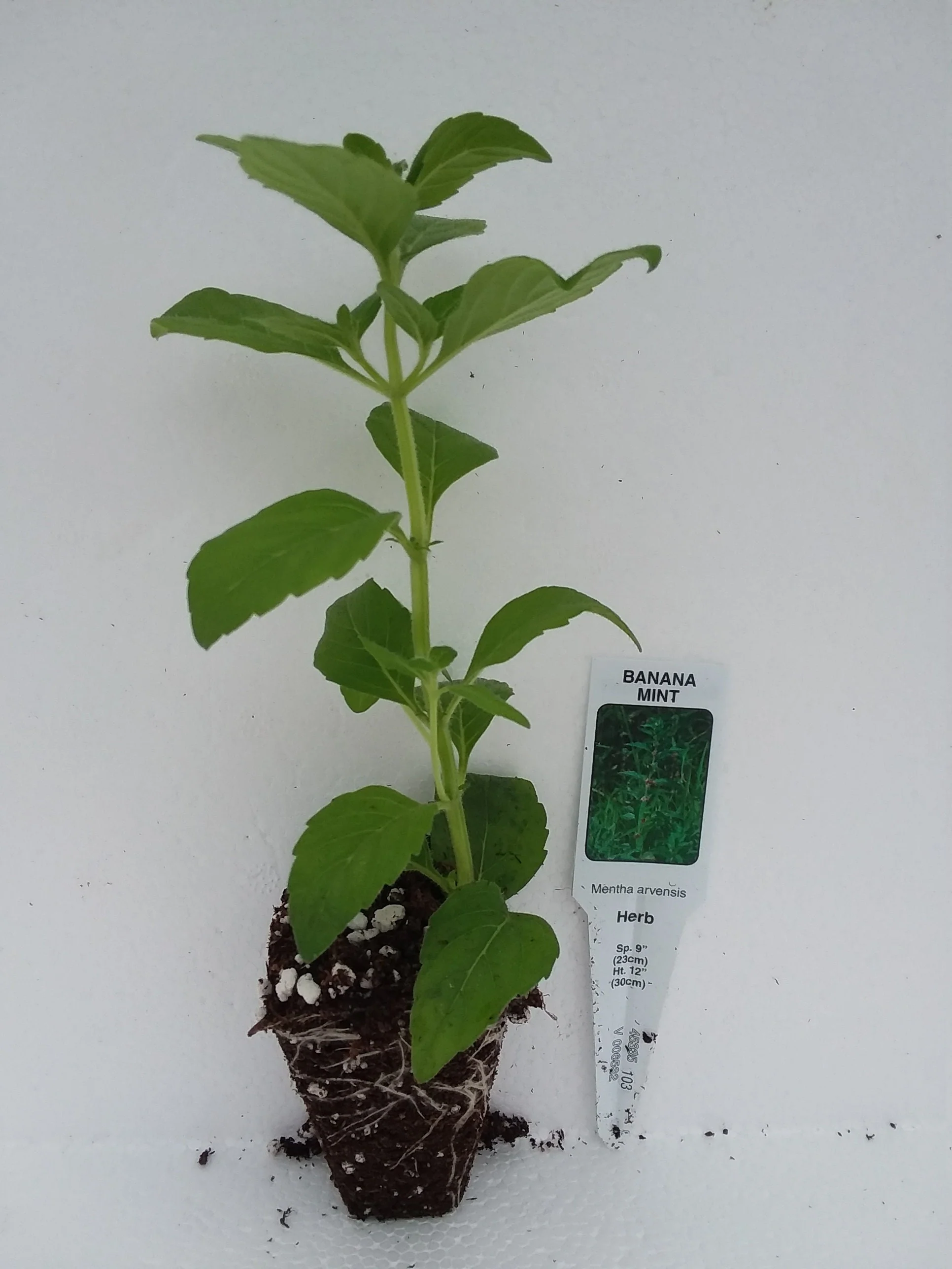 Banana Mint - Image 3