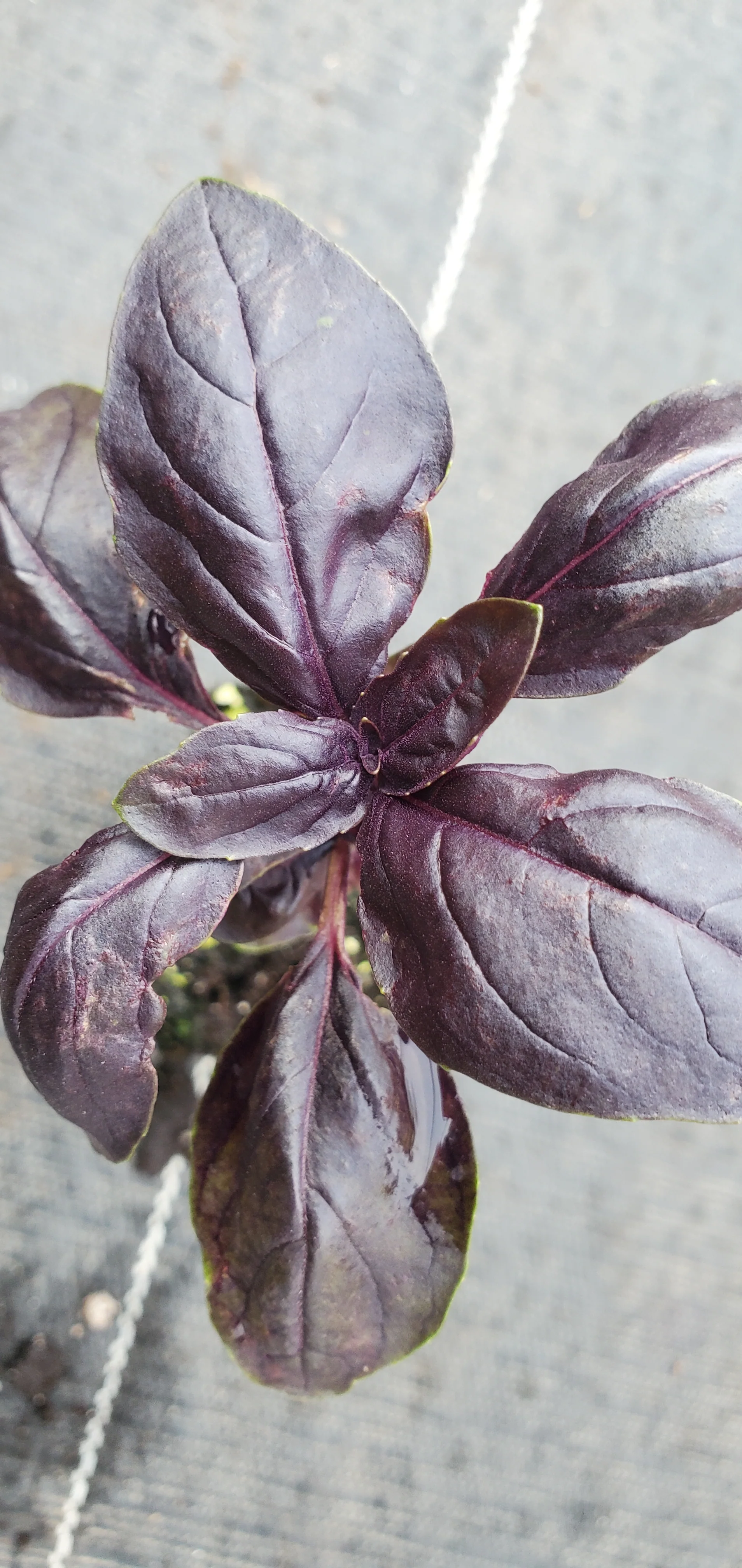 Basil Doron Prospera DMR purple sweet basil