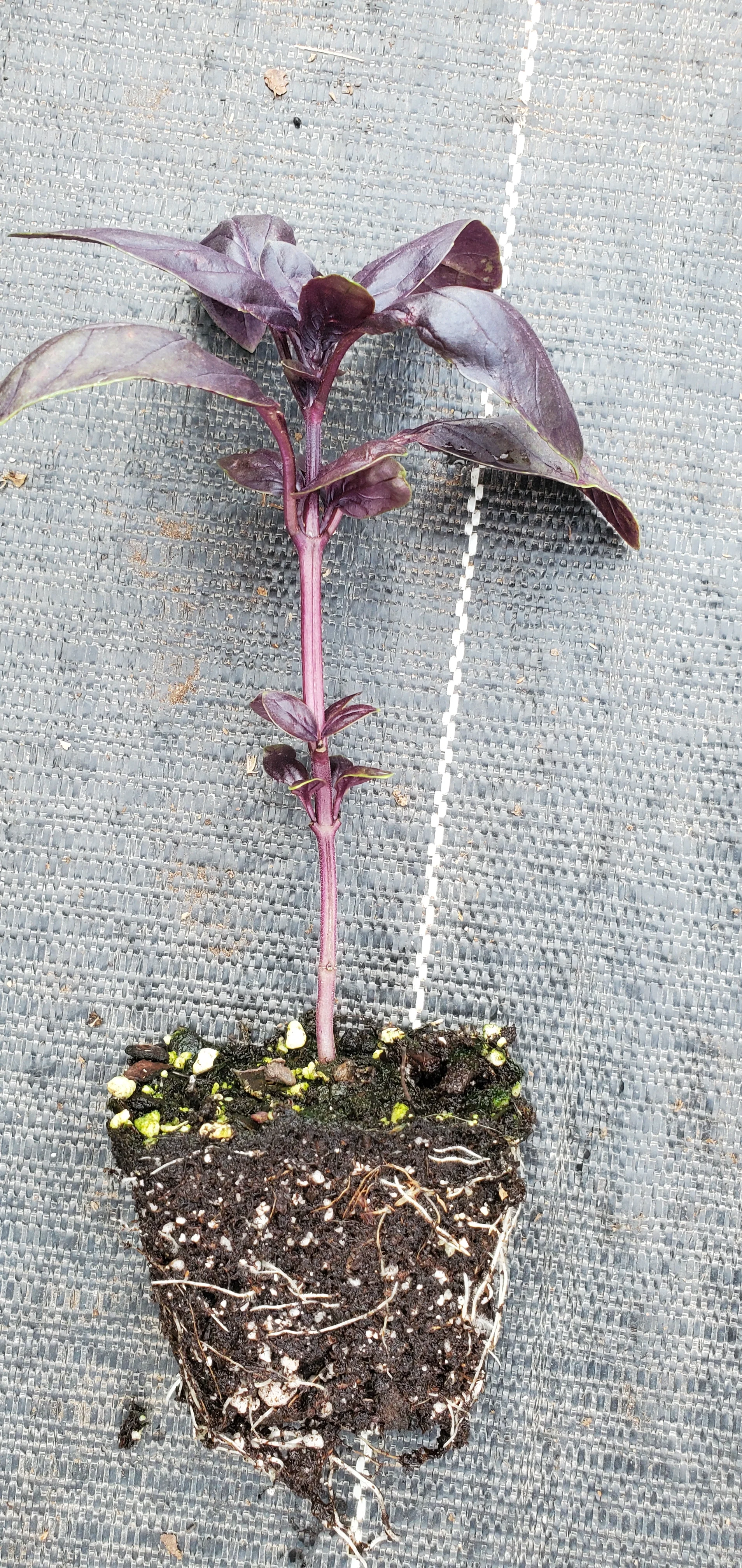 Basil Doron Prospera DMR purple sweet basil - Image 2